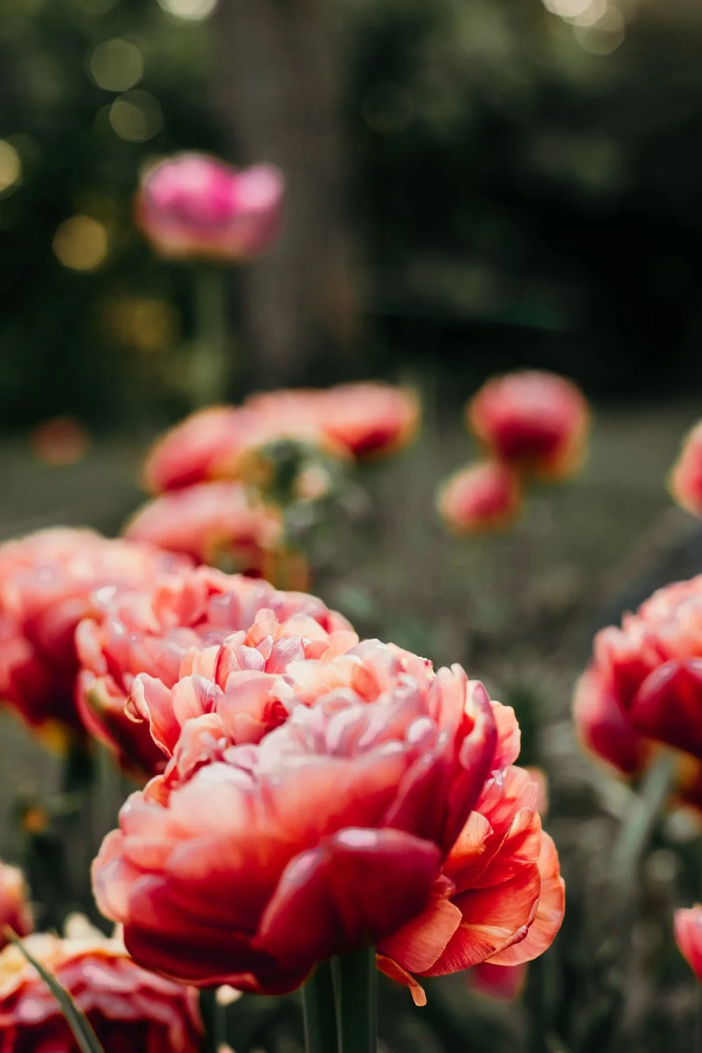 Close-up of coral pink tulips blooming in a garden with a blurred green background.