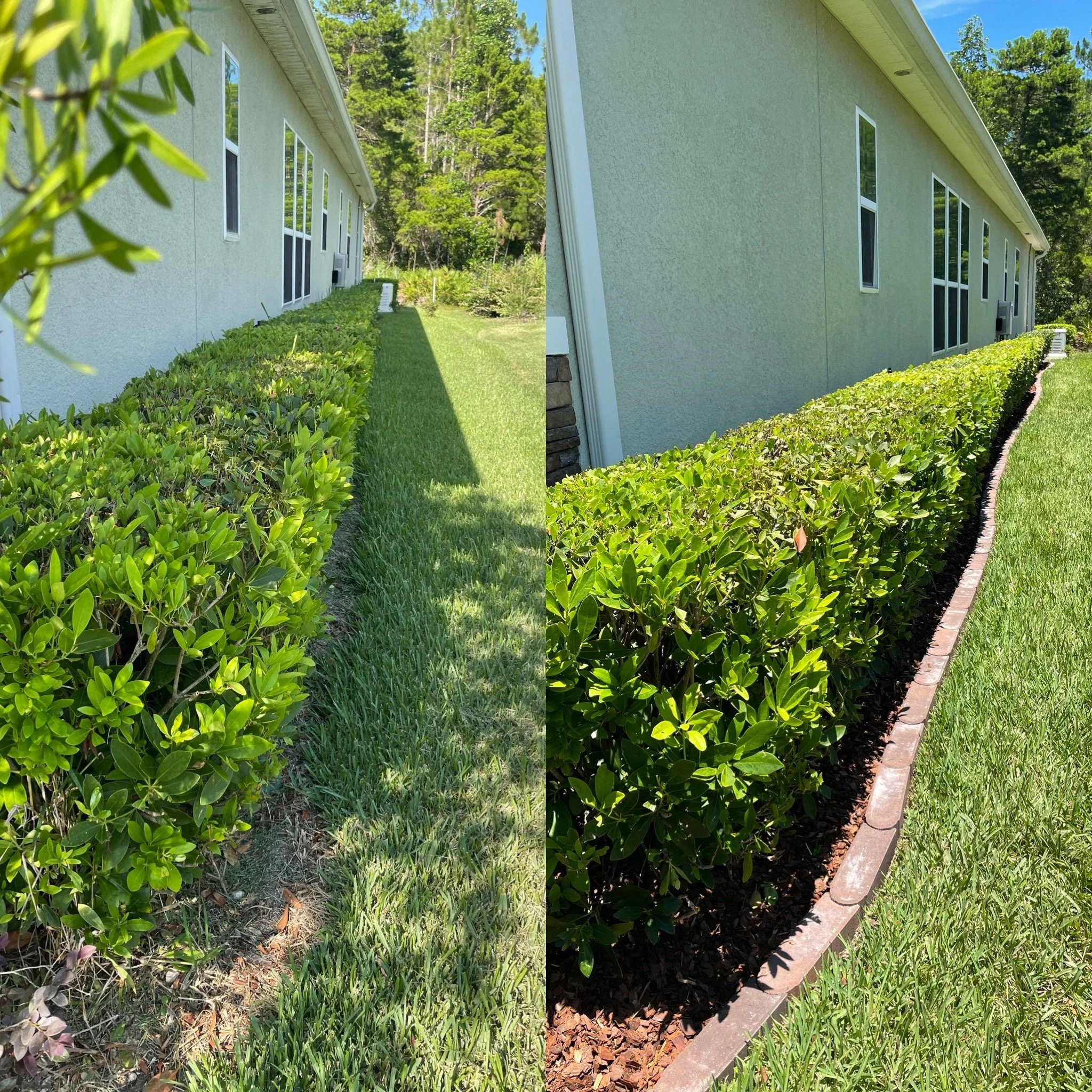 Side-by-side comparison of a well-maintained hedge along a house side, with the left showing older, less dense bushes and the right displaying freshly trimmed, lush green bushes, both bordered by a brick edging and a grassy lawn.