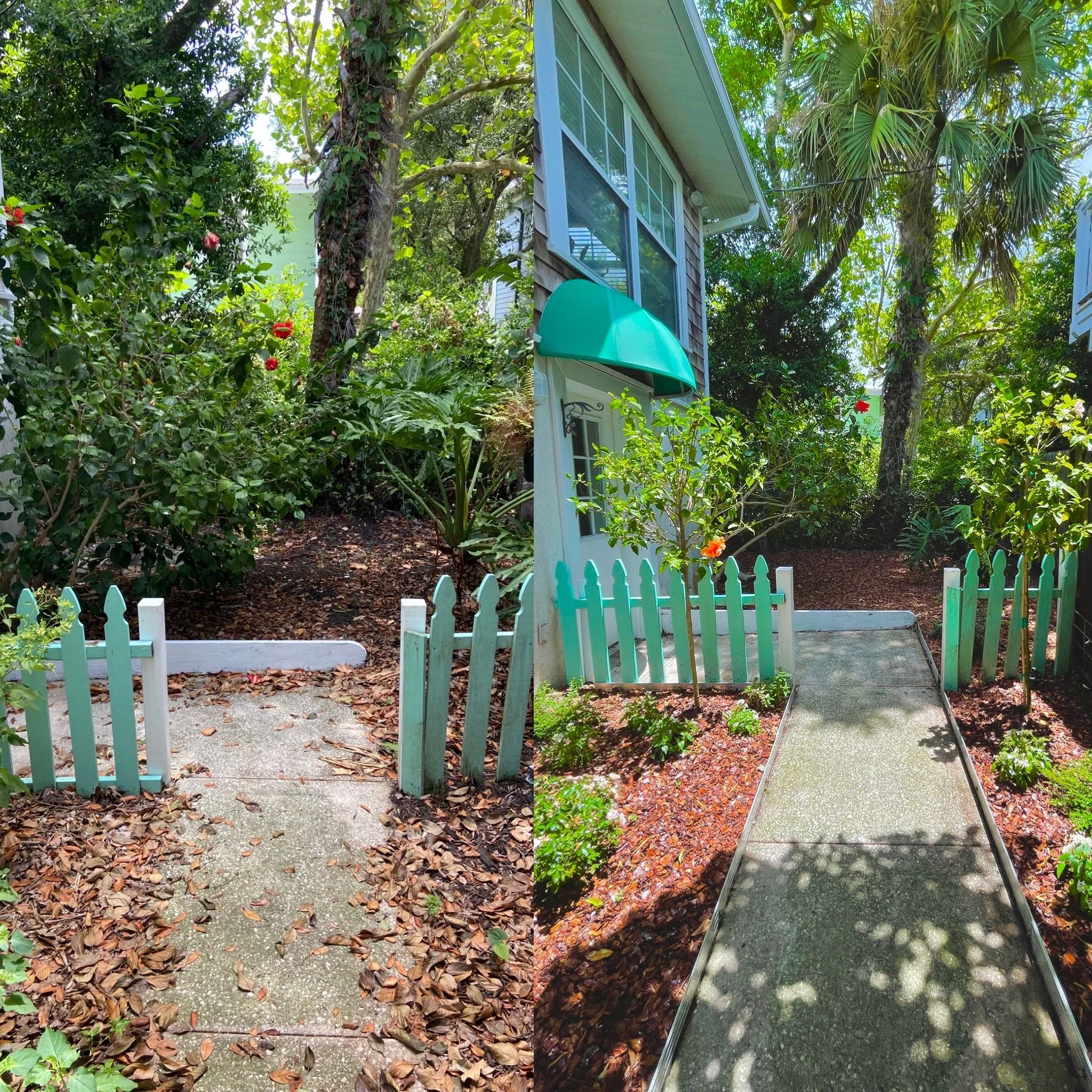 Comparison of a garden pathway surrounded by green bushes and plants, with a small white fence on each side, before and after cleaning; dirt and leaves on the ground before, and a clean, smooth pathway after.