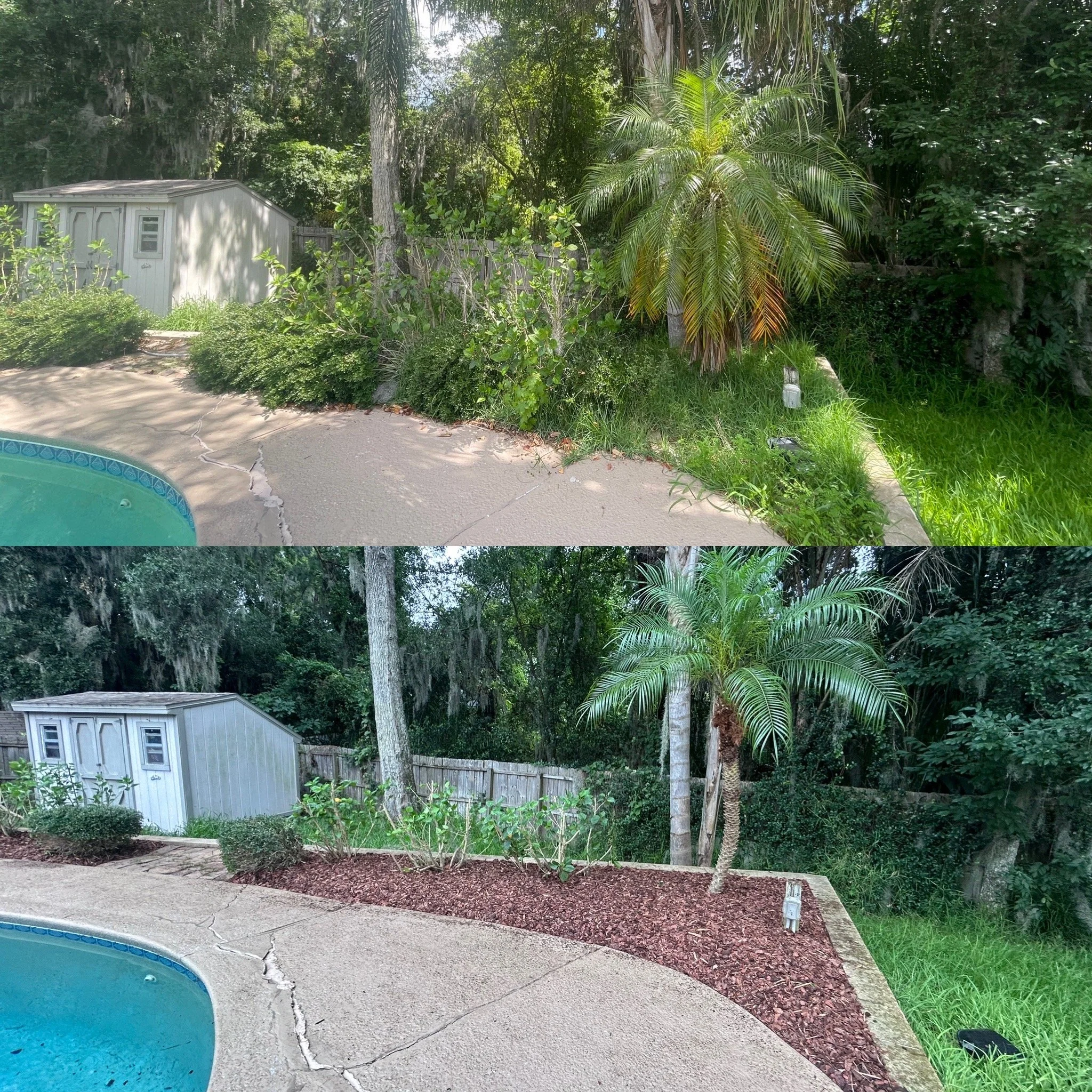 Comparison of a backyard landscaping before and after renovation, showing removal of overgrown plants and addition of mulch with new palm trees.