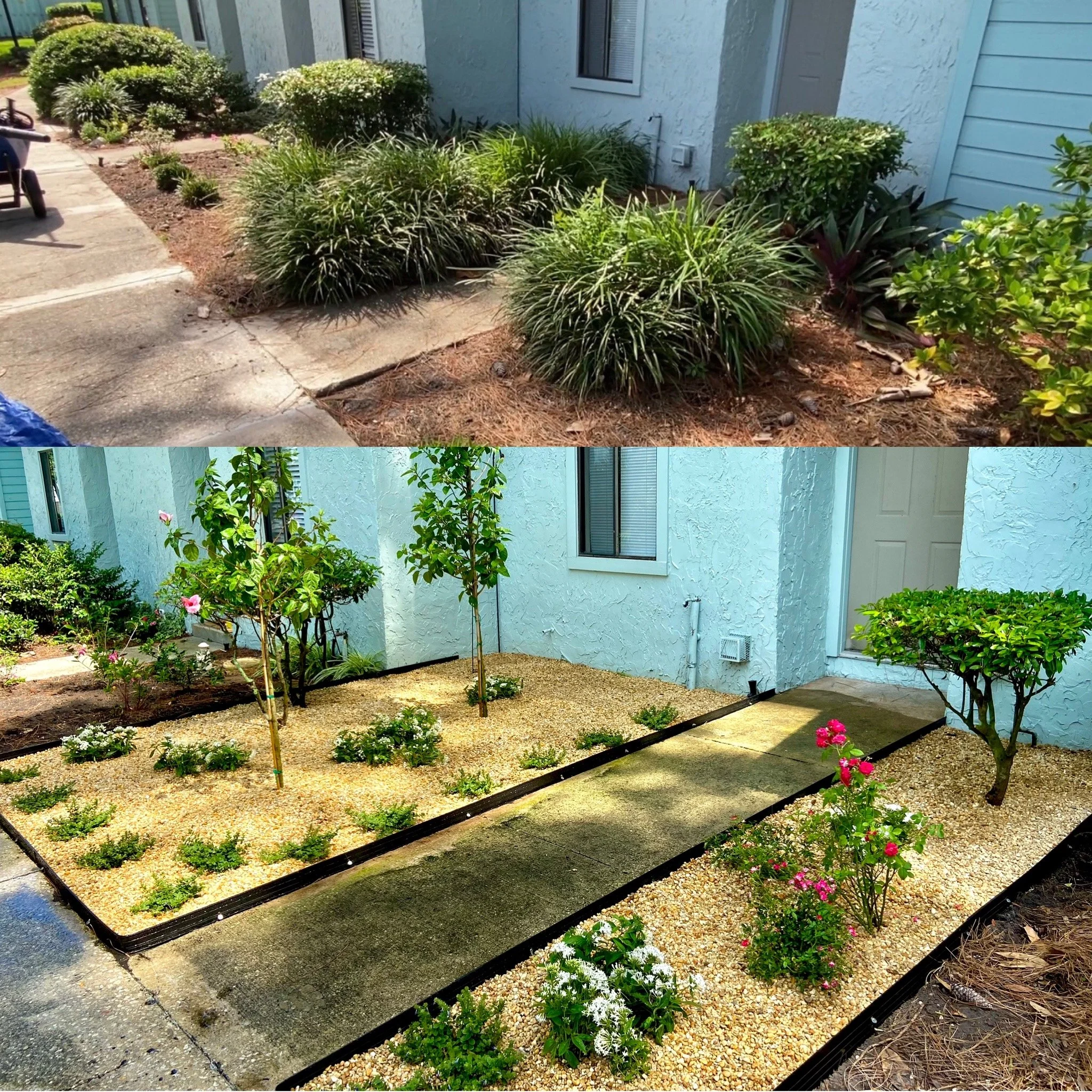 Before and after photos of a front yard landscaping project, showing removal of old plants and installation of new gravel, small trees, and flowering bushes.