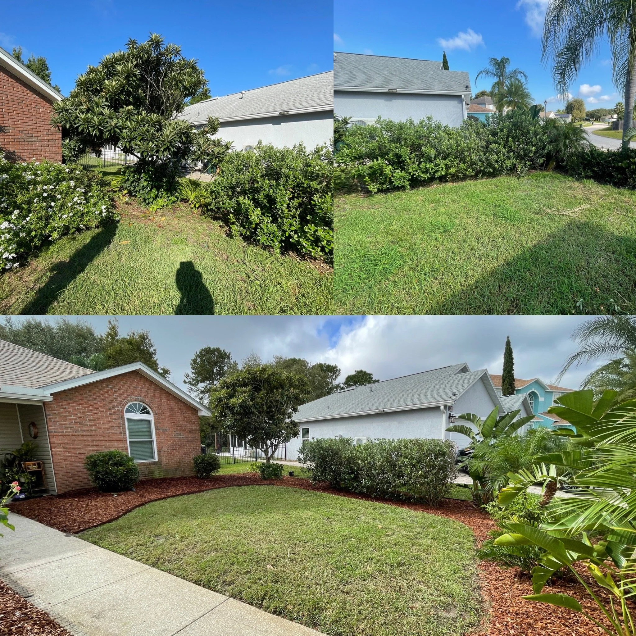 Comparison of yard before and after landscaping with trimmed bushes, new mulch, and grass edging