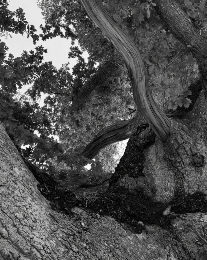 Tree Life Drawing at Sister Divine’s Farm