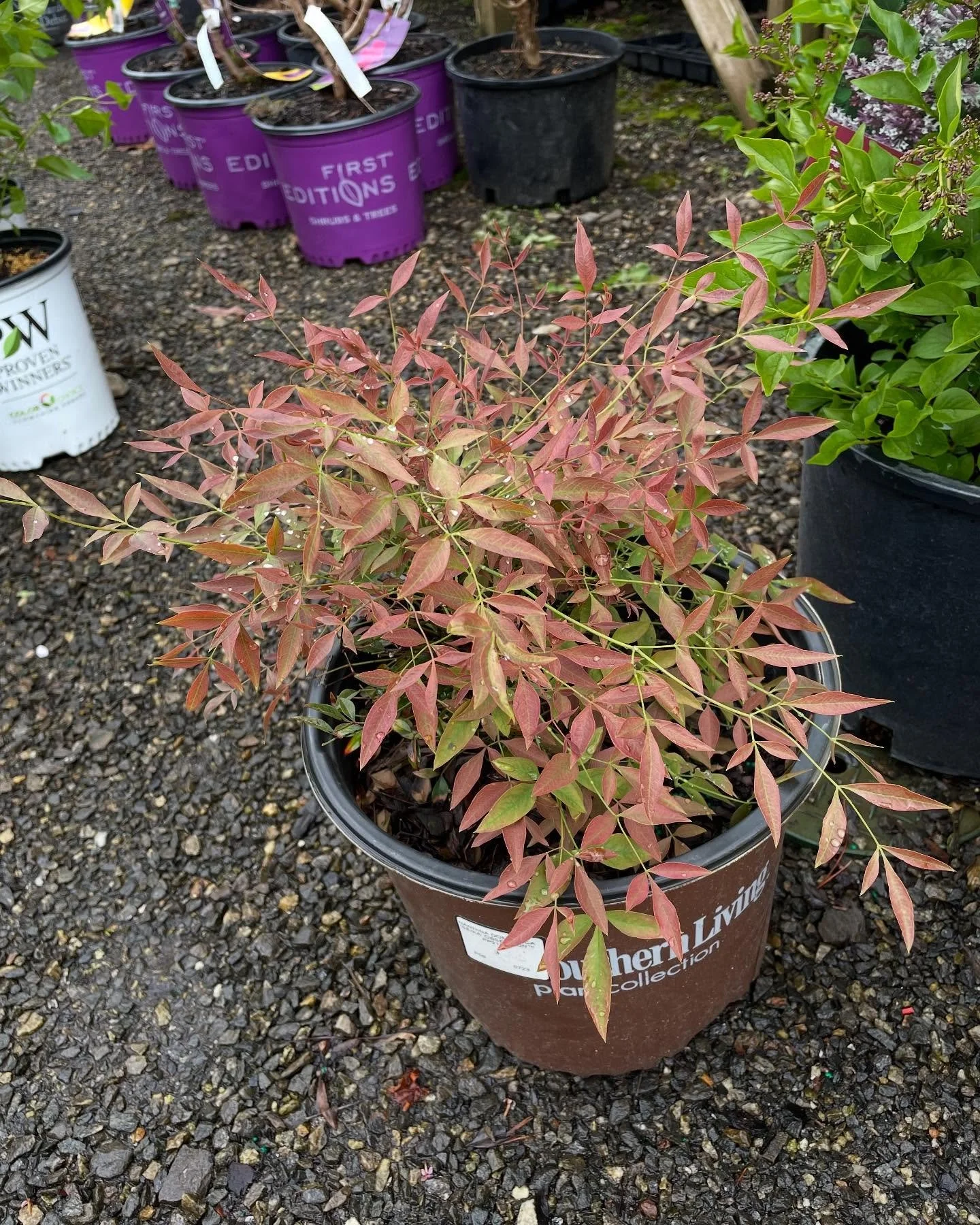 Second in the &lsquo;Invasive plants you might find at garden centers&rsquo; series. Nandina domestica. Native to East Asia, this plant was brought to the US for ornamental purposes. Colorful, evergreen foliage and prolific berries. Spreads aggressiv