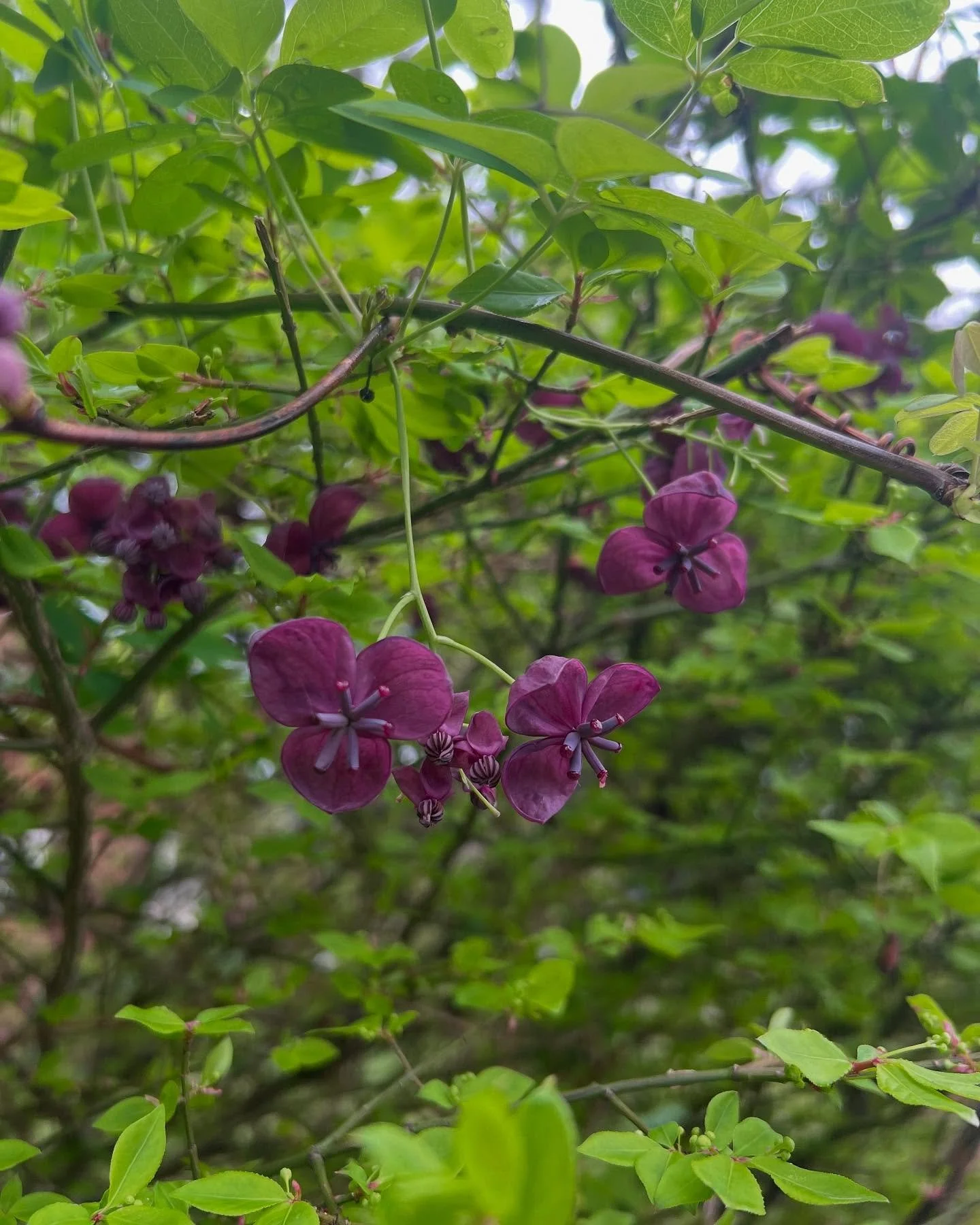 First in a series I&rsquo;m calling &lsquo;Invasive Plant Material Your Nursery Will Happily Sell You&rsquo;. Here is Akebia quinata flower and foliage. A &lsquo;fast growing&rsquo; vine that will invade your landscape and choke out other plants. Ava
