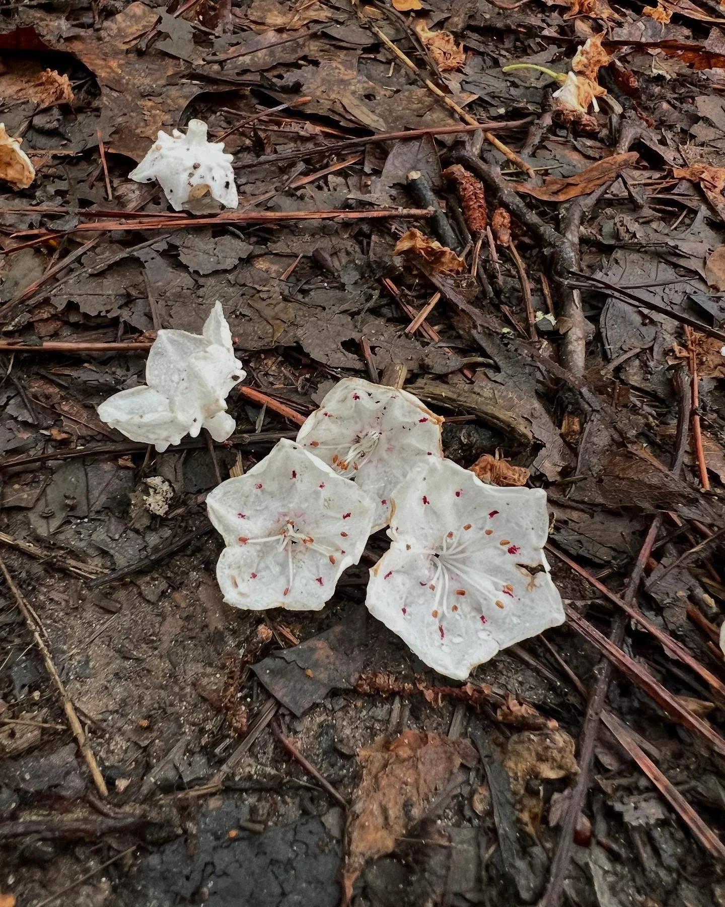 The last Mountain Laurel (Kalmia latifolia) blooms of the season. They are the sweetest little spaceship flowers and foliage hosts the Laurel Sphinx Moth (Sphinx kalmiae). For me the names of nature are as much a delight as encountering the plants, a