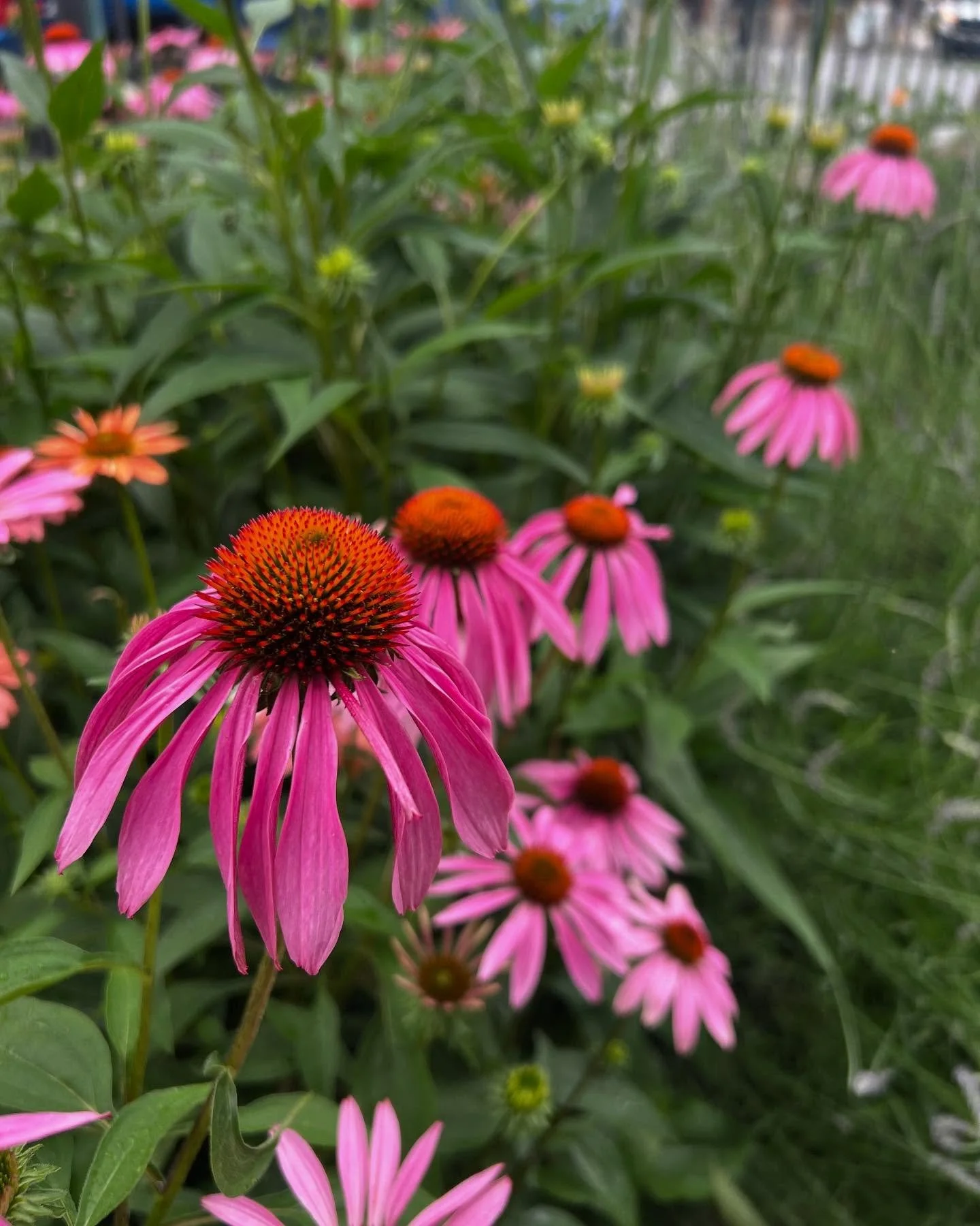 Echinacea purpurea @chemistspirits is full on!This cultivar maybe Merlot or Magnus has been seeding into their landscape for the last 5 years. Used medicinally for its immune boosting properties. I remember my mom telling me to eat the petals as a ki