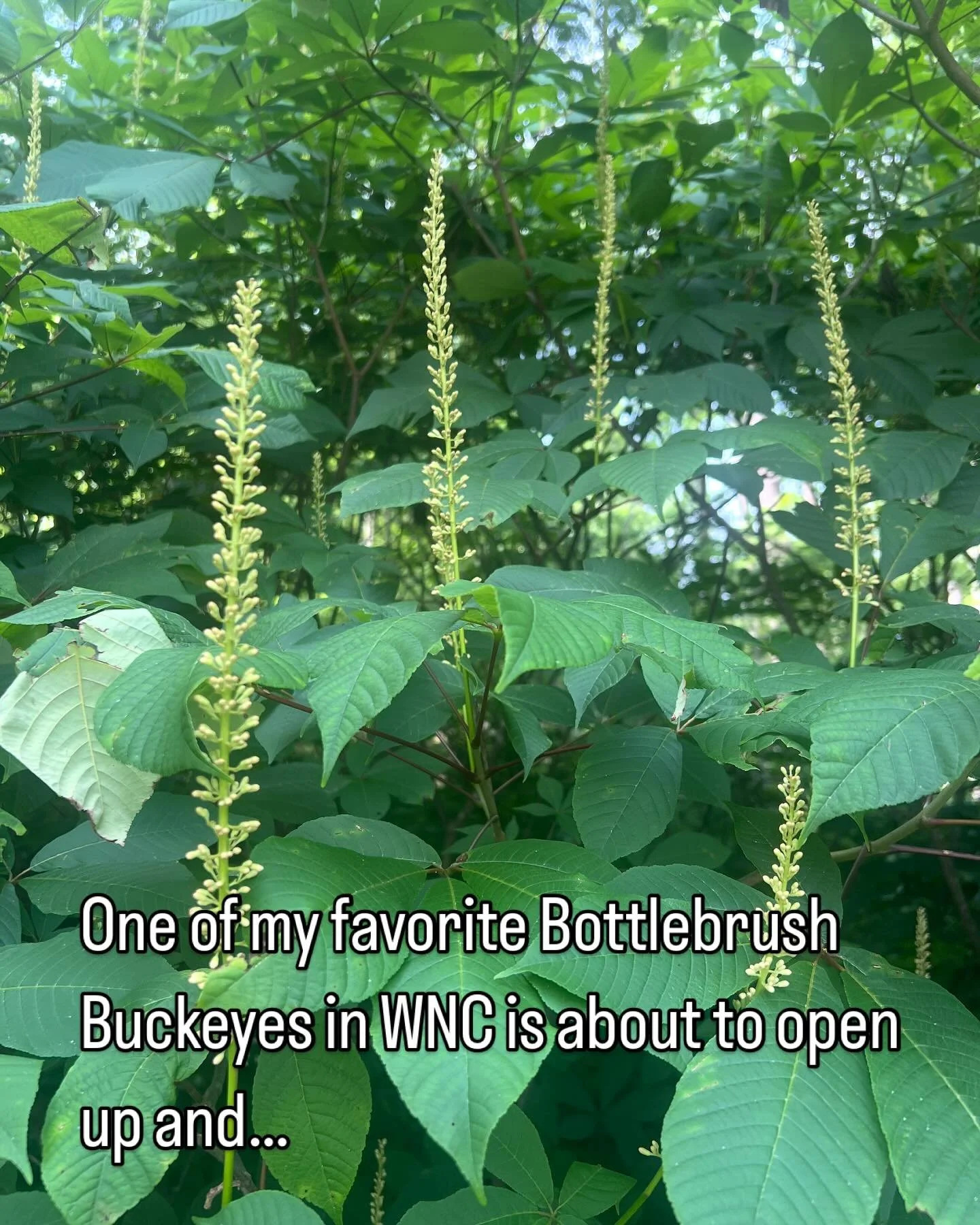 What a whimsical plant and a host for tons of different Lepidoptera larvae. If you have the space try this one out! Even if you don&rsquo;t have the space, I&rsquo;ve kept them in smaller areas with regular pruning. It has a really different form in 