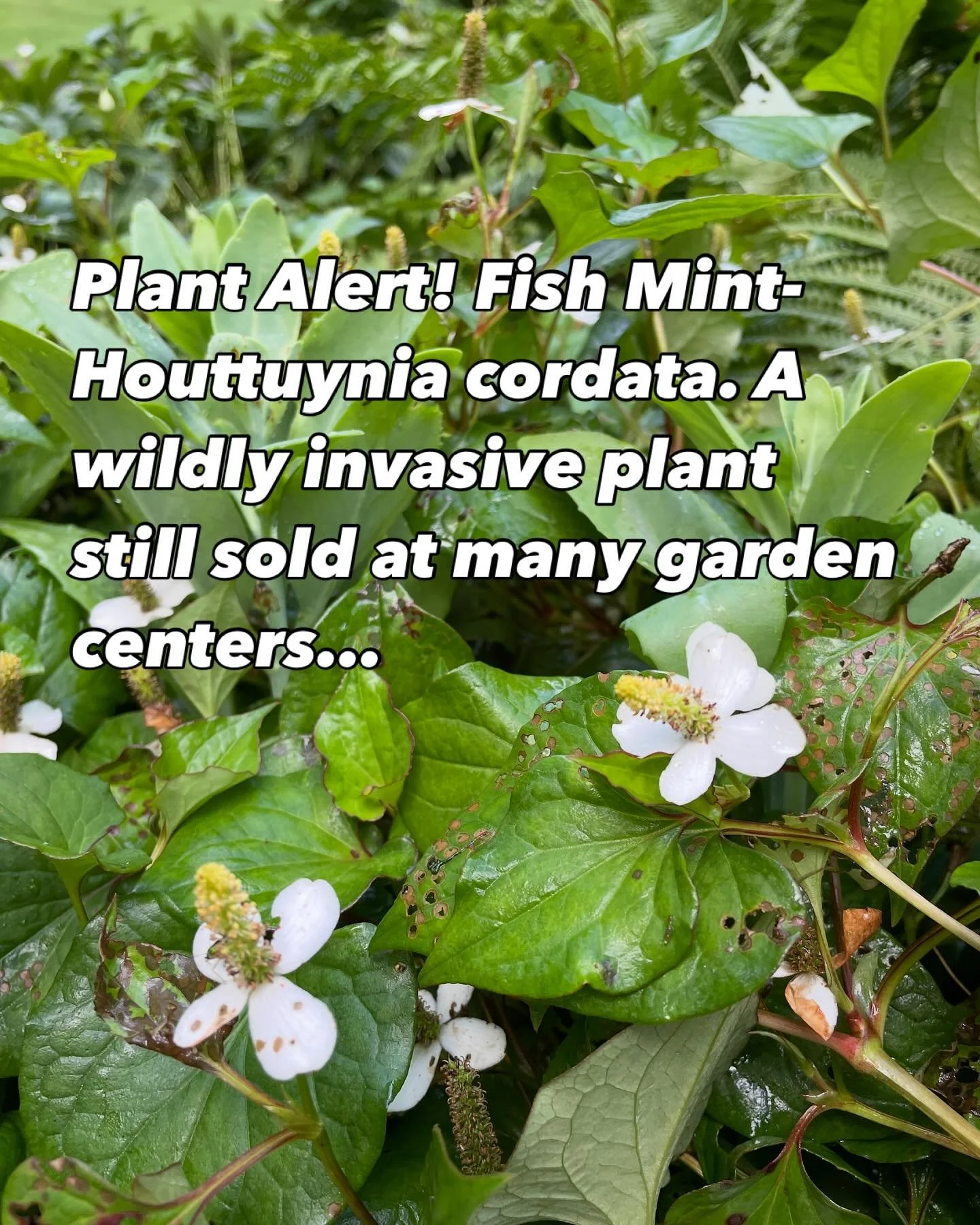 Yesterday was a really hard day, as we visited a new client whose garden was completely infested with Fish Mint. Overwhelmed and exhausted, the clients had been running their riding mower through the garden beds to keep the plant at bay, which I thou