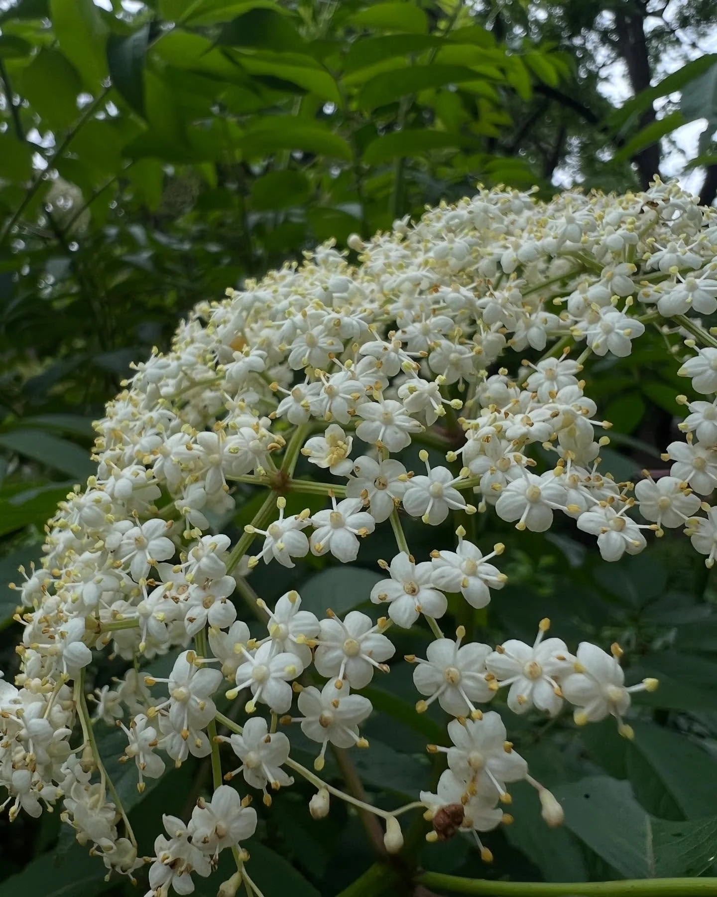 I love tiny flowers. Looking for the smallest thing in the forest. I am the worst hiking partner, always steps behind to eke out the blue of a Bluet. Of course the big, beefy inflorescence of Sambucus canadensis enraptures me every year. When a plant