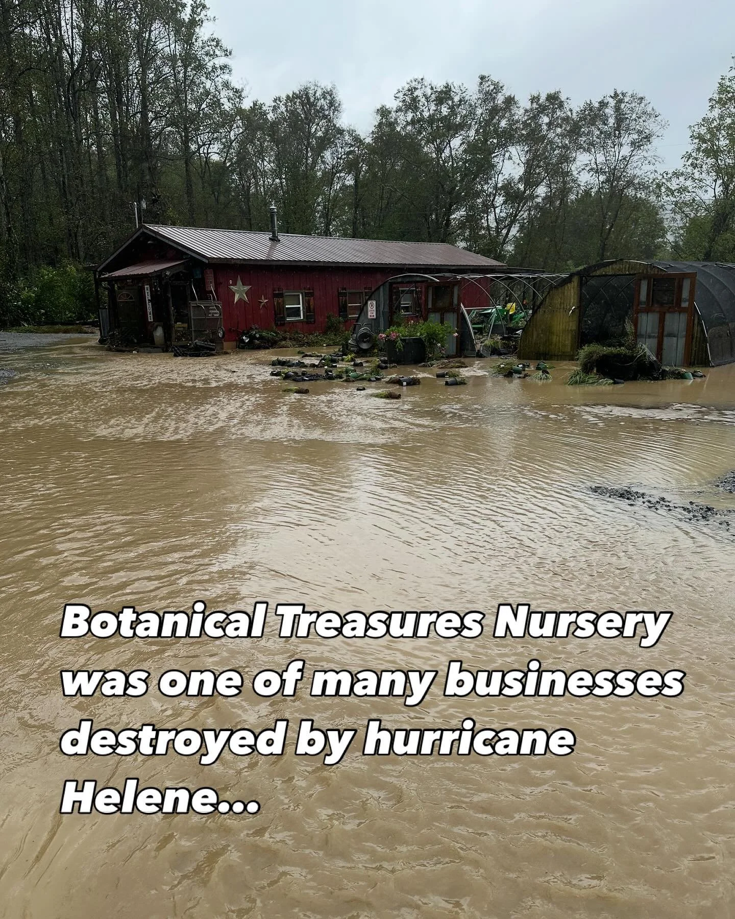 Support your local nurseries! Help botanical Treasures at https://www.gofundme.com/f/rebuild-botanical-treasures-nursery-after-hurricane-helene #shoplocalnc #smallbusiness #community #wnc #wncmountains #828isgreat