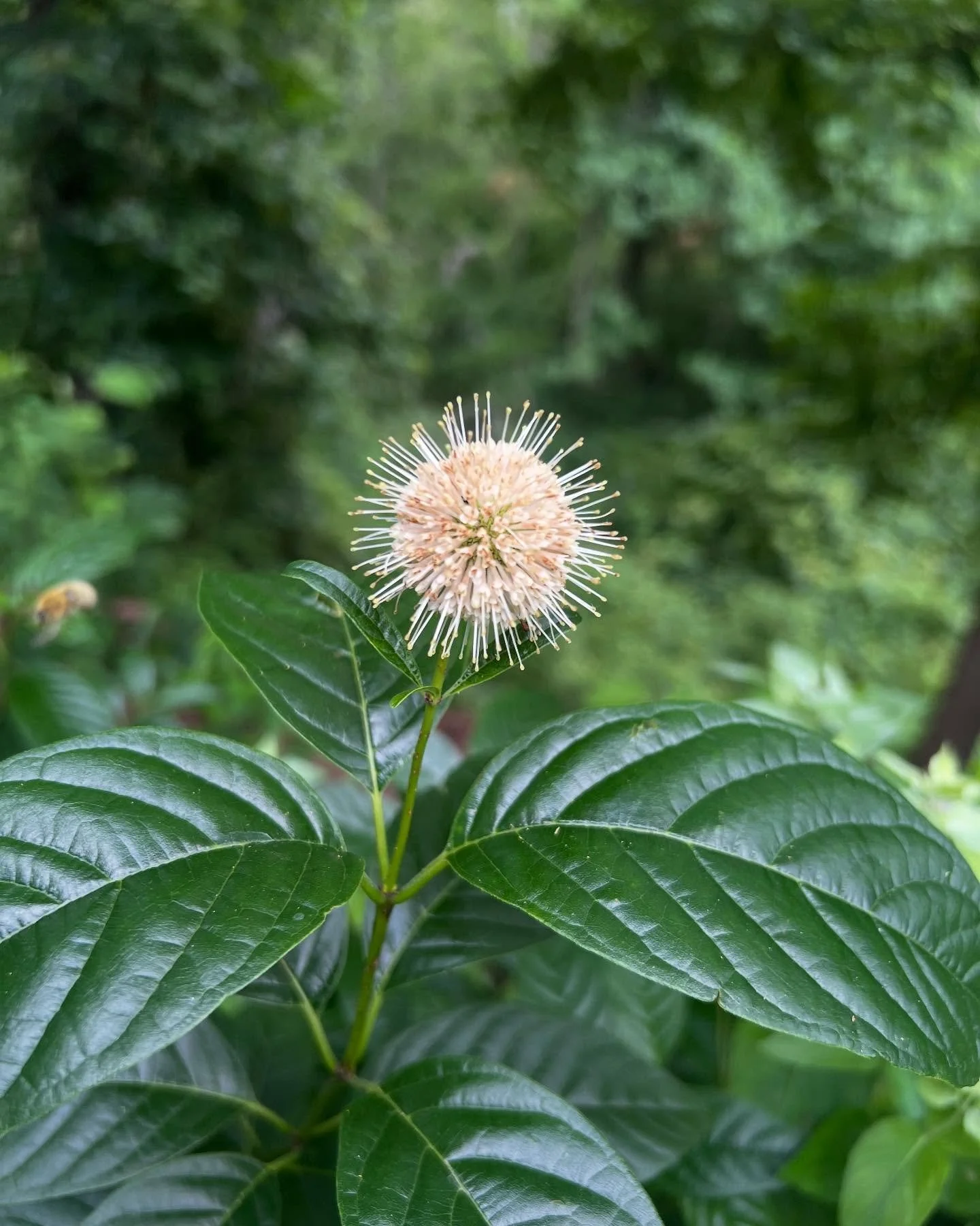 4 years after planting I&rsquo;m finally getting blooms on this cephalanthus. Perfect little space ship of a flower. Host plant for some cool moth species and I found out food source for water foul who eat the seeds. #nativeplantsofnorthamerica #nati