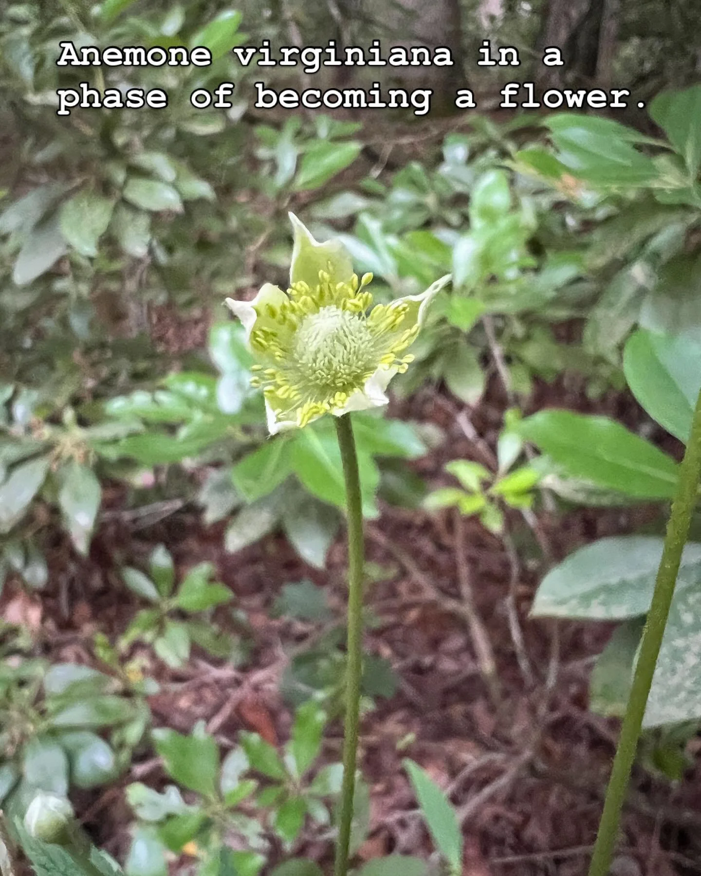 We delight in the wide open, fully fulfilled color of a flower. I also love the bud not yet broken. The blossom half unfurled. Fighting the urge to call them awkward in their becoming because I often can relate. The feeling of striving towards a goal