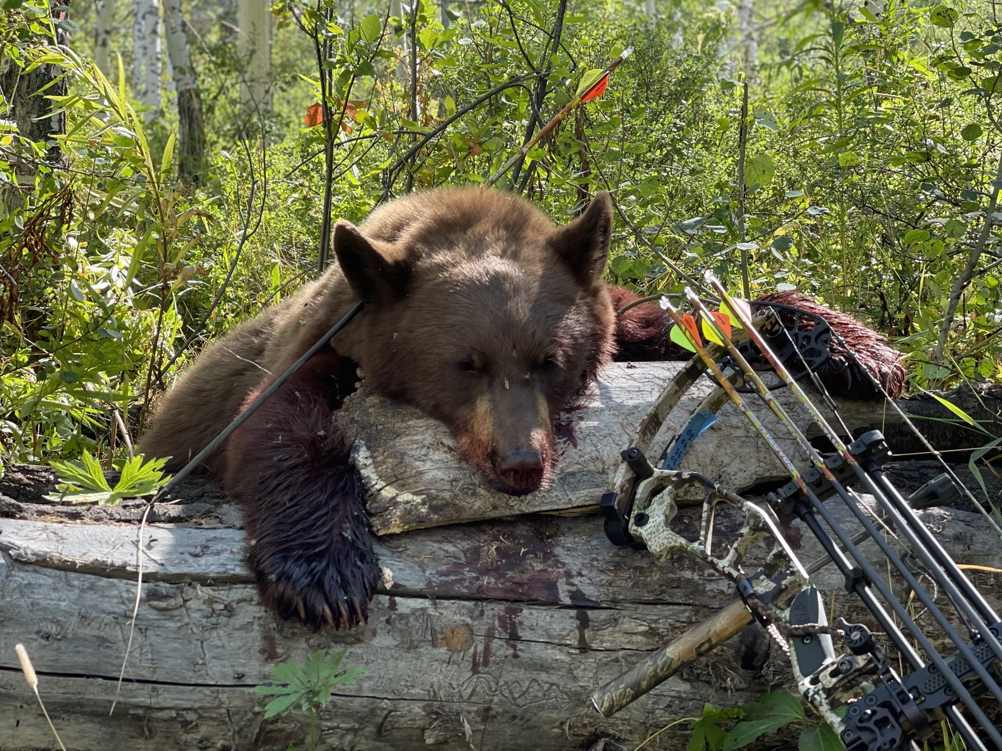 7. B - bear with bow laying to right.jpeg
