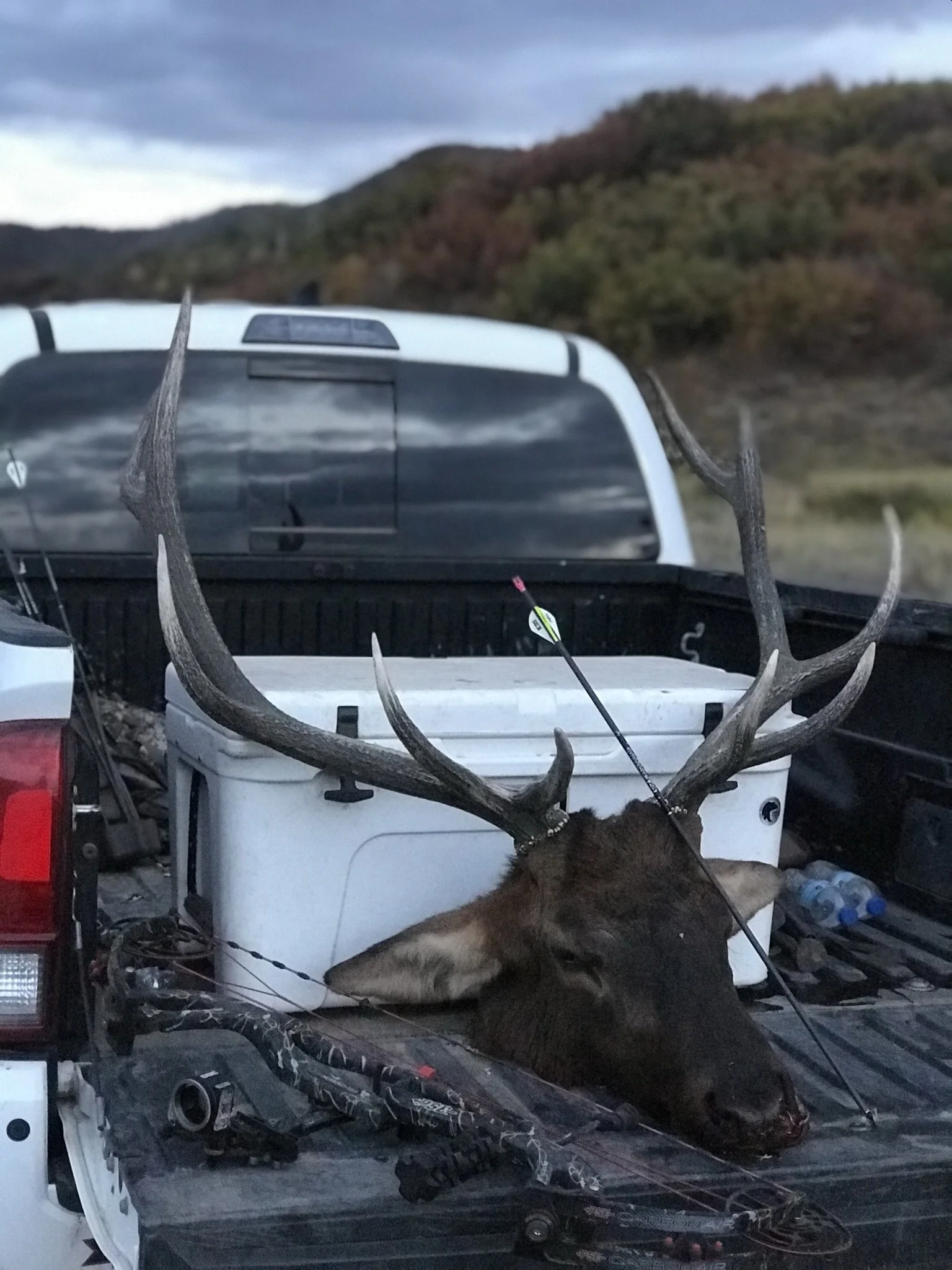 9. AE - Elk head in back of truck.jpeg
