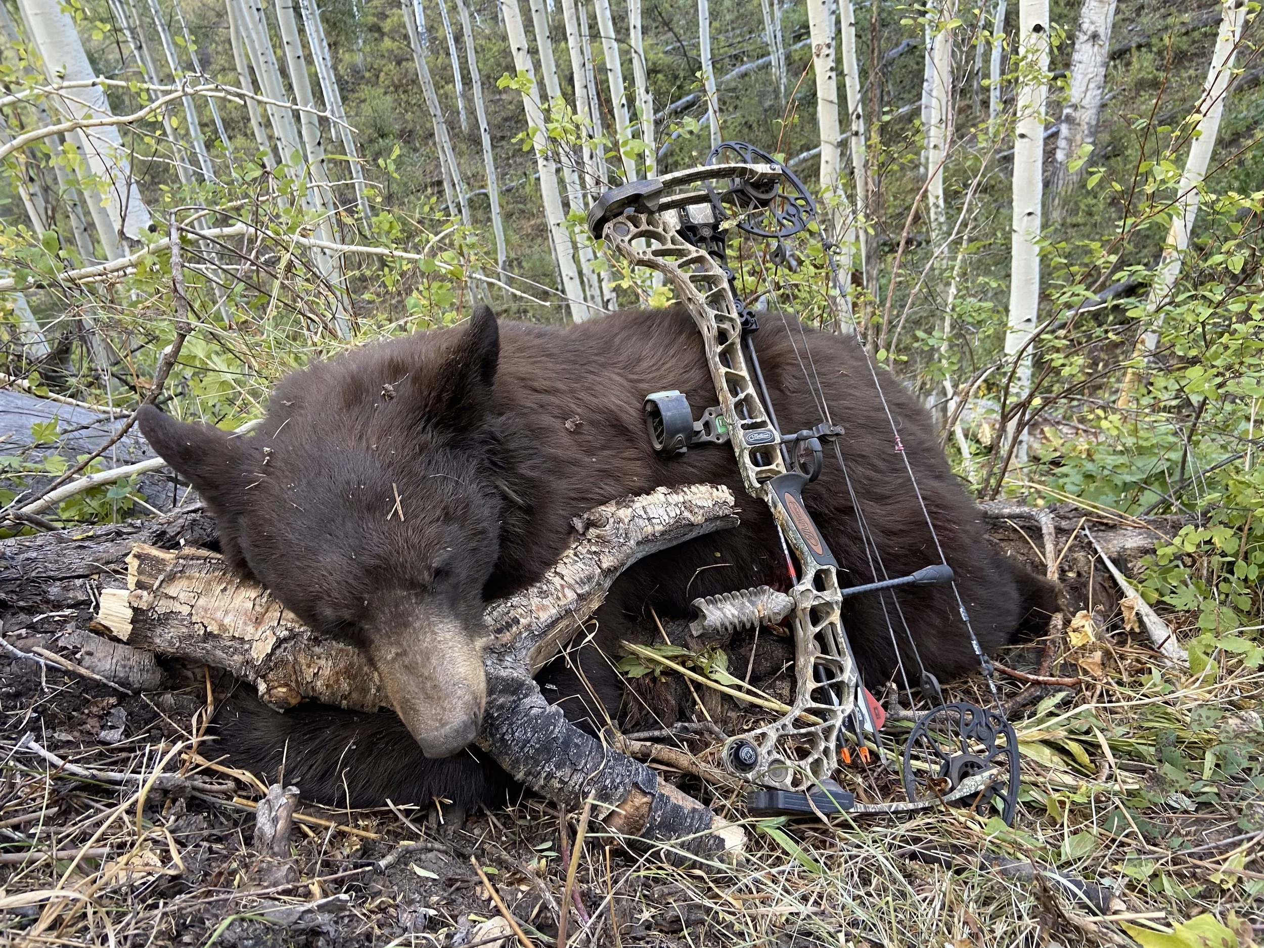 1. Bear.jpeg