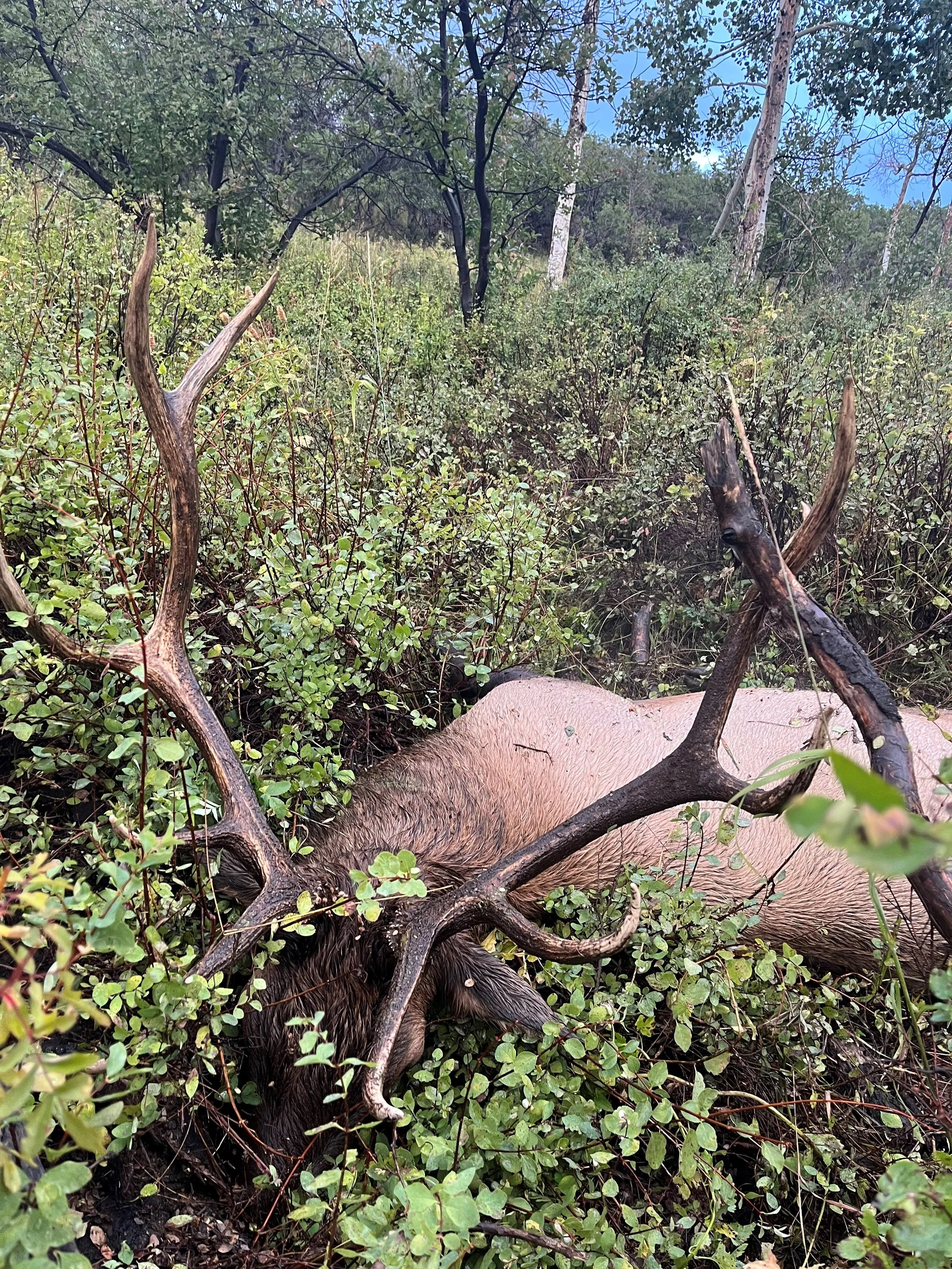 19. AE - Elk face in mud.jpg