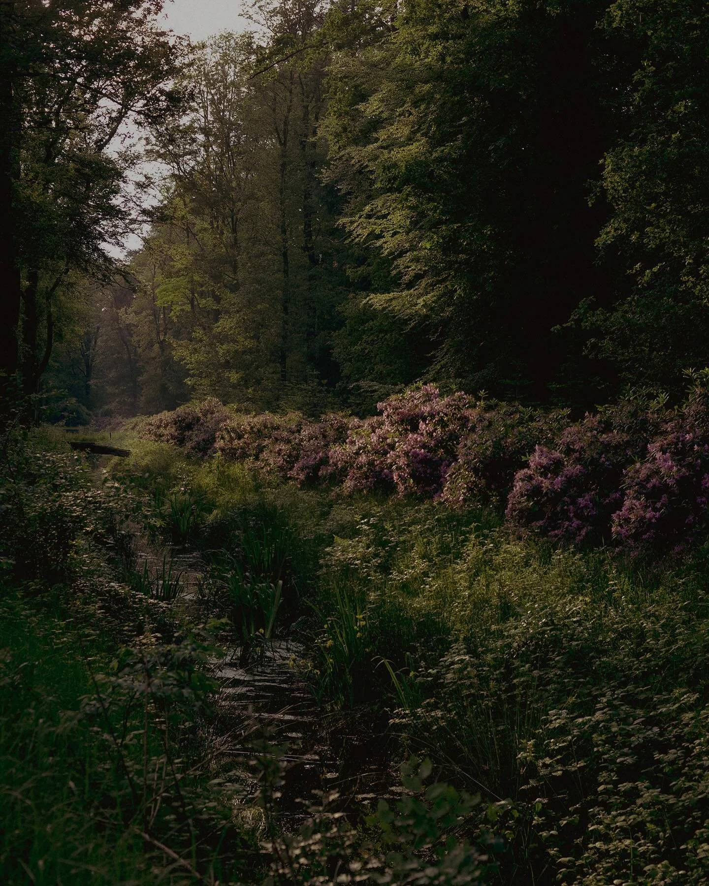 💜 ieder jaar maak ik foto&rsquo;s in de rhododendron. Dit jaar iets te laat. De bloemen waren al van de bomen op veel plaatsen. Maar dat had ook iets bijzonders. #flowerphotography #rhododendron #purplerain