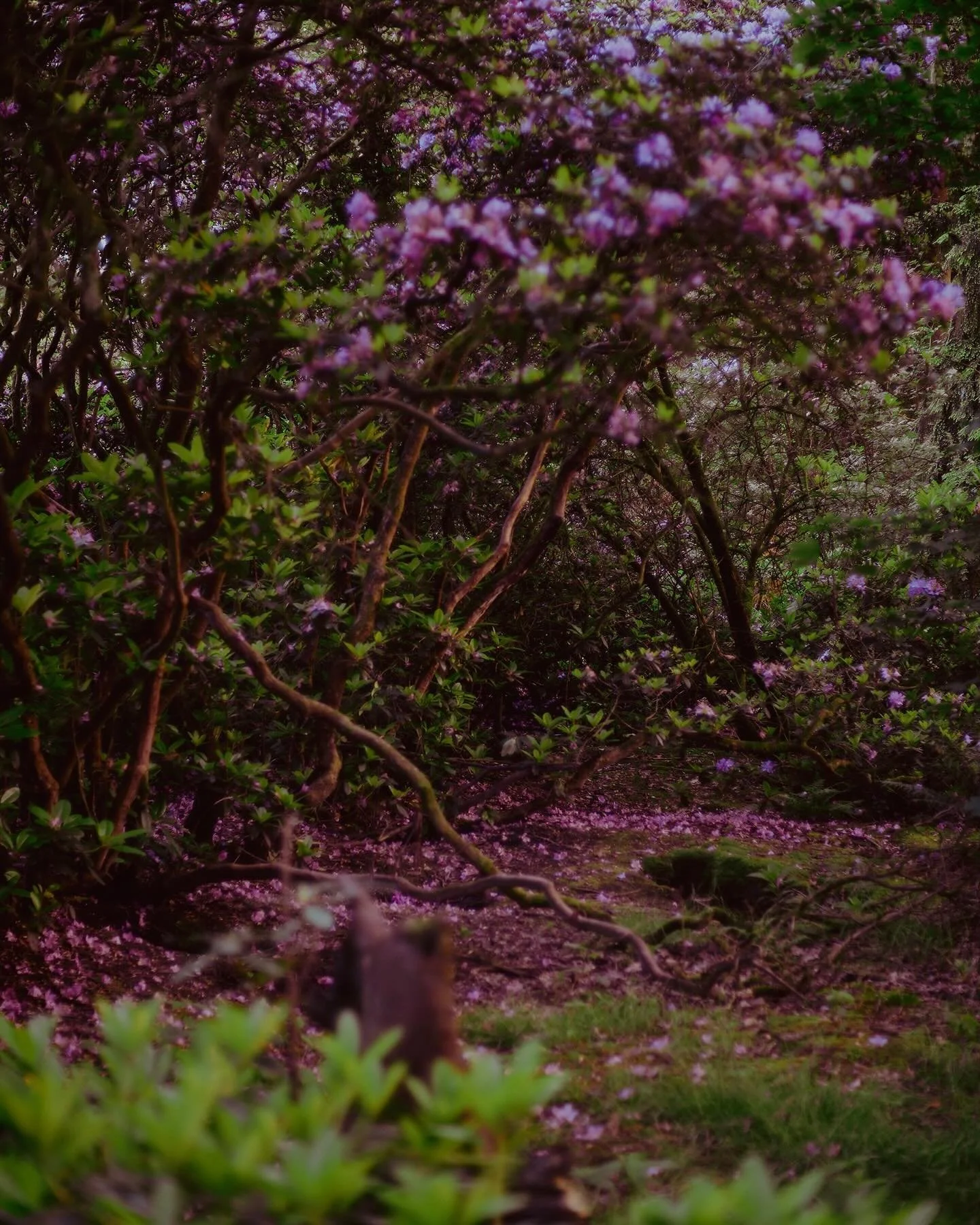 Purple rain. Late rhododendron. #pinkfrosting #philipsdejonghpark #iederjaarweer