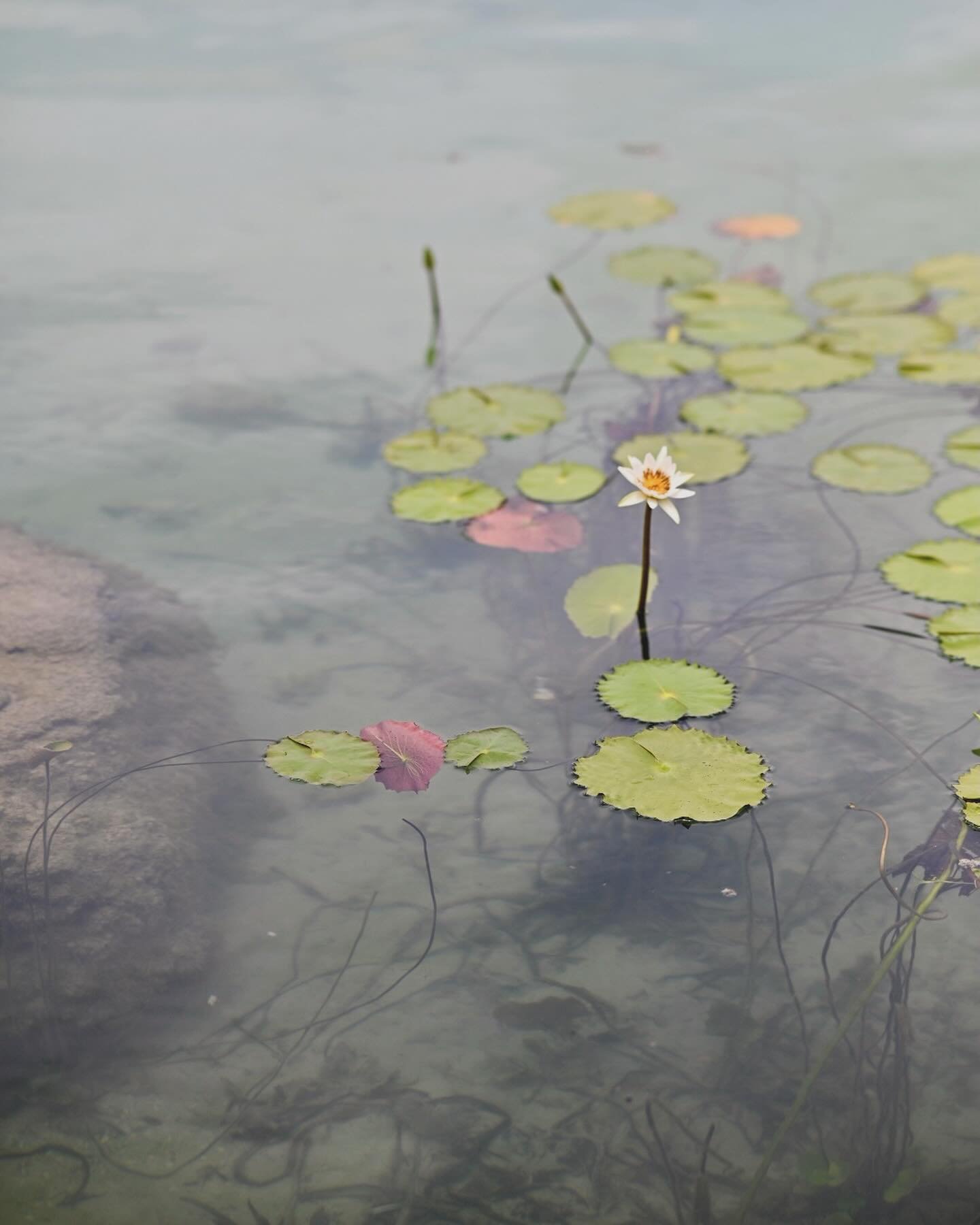 Sweet water flowers. @roelvandenberg #lovebacalar #waterlily #slowlifestyle