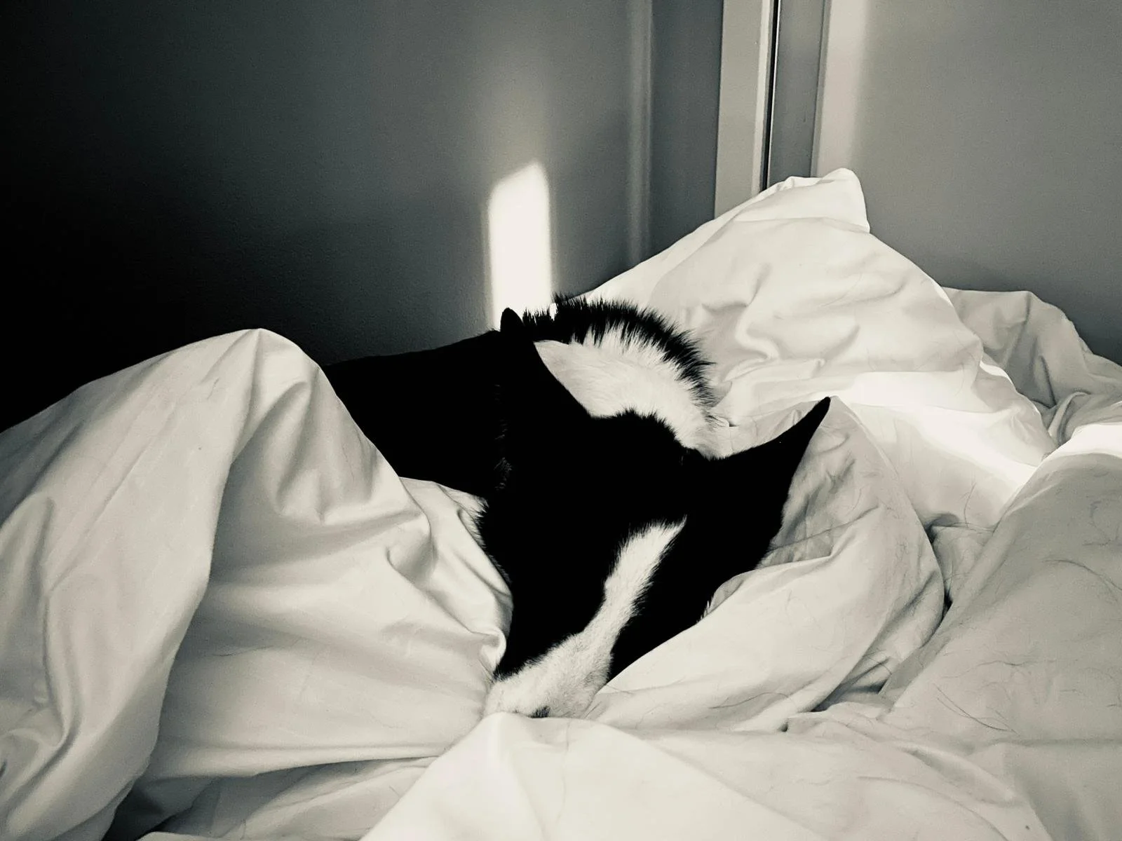 Border Collie curled into white blankets inside a Scandic hotel room at Stavanger Airport.