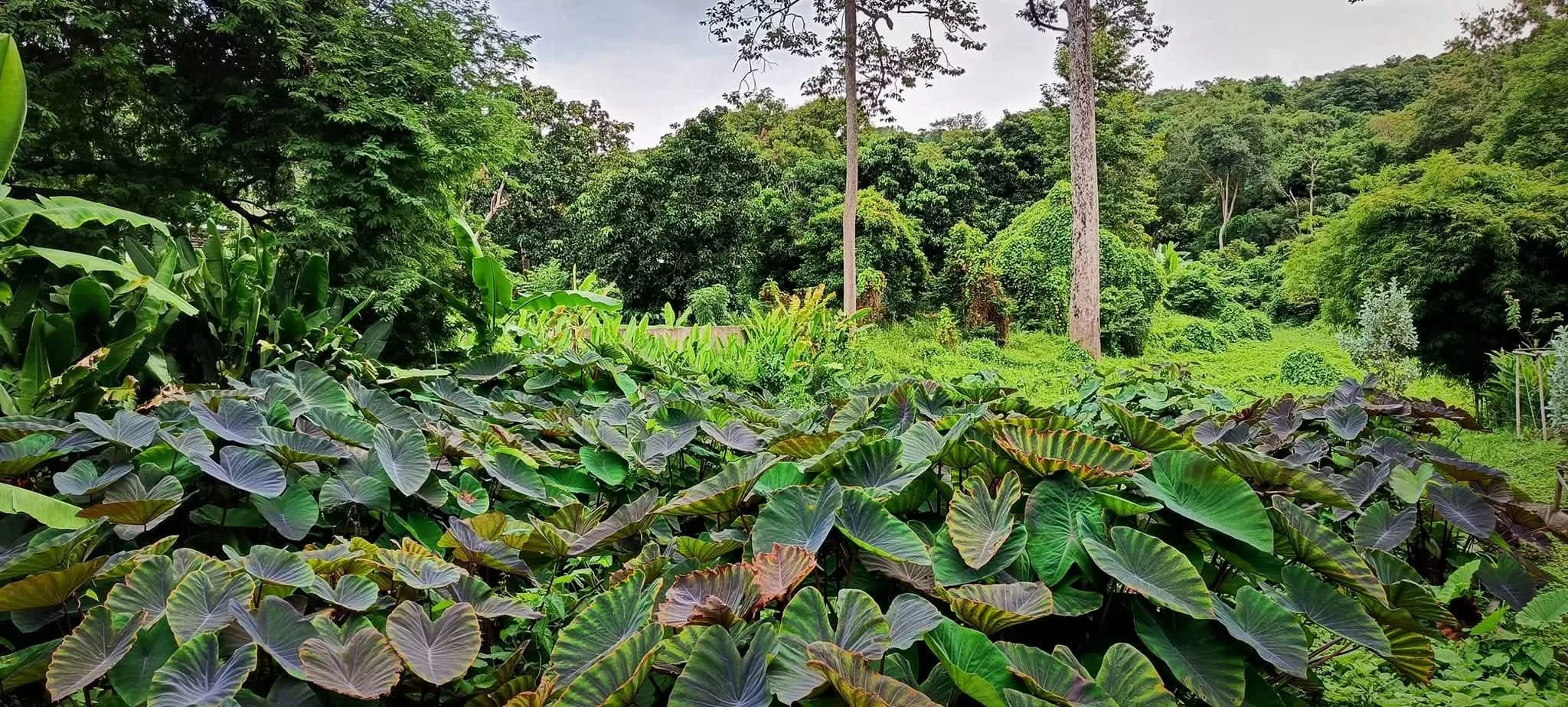 Dense tropical greenery and jungle plants surrounding Brown Cabin Chocolate Café in Koh Samed, Thailand