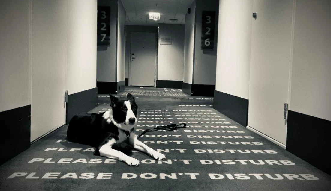 Border Collie sitting in a quiet Scandic Stavanger Airport hotel hallway with “Please Don’t Disturb” written on the carpet.