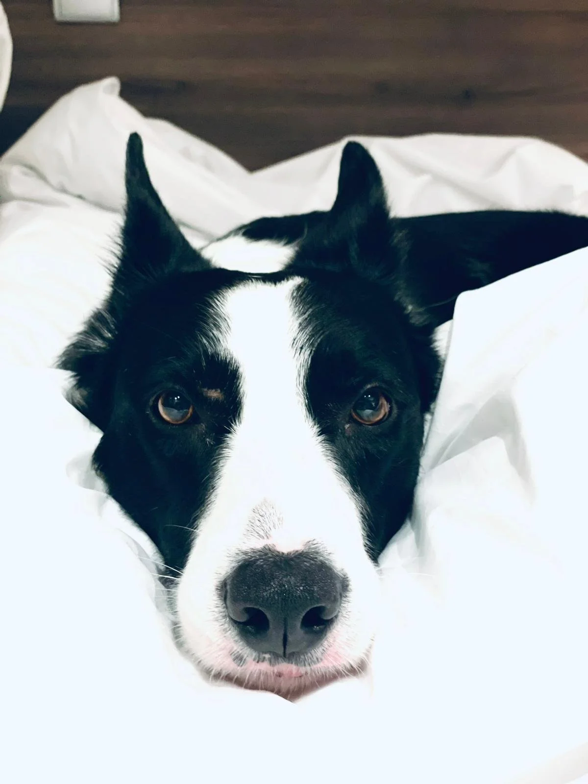 Border Collie resting on the bed at Scandic Hotel near Stavanger Airport during a New Year’s Eve fireworks escape.