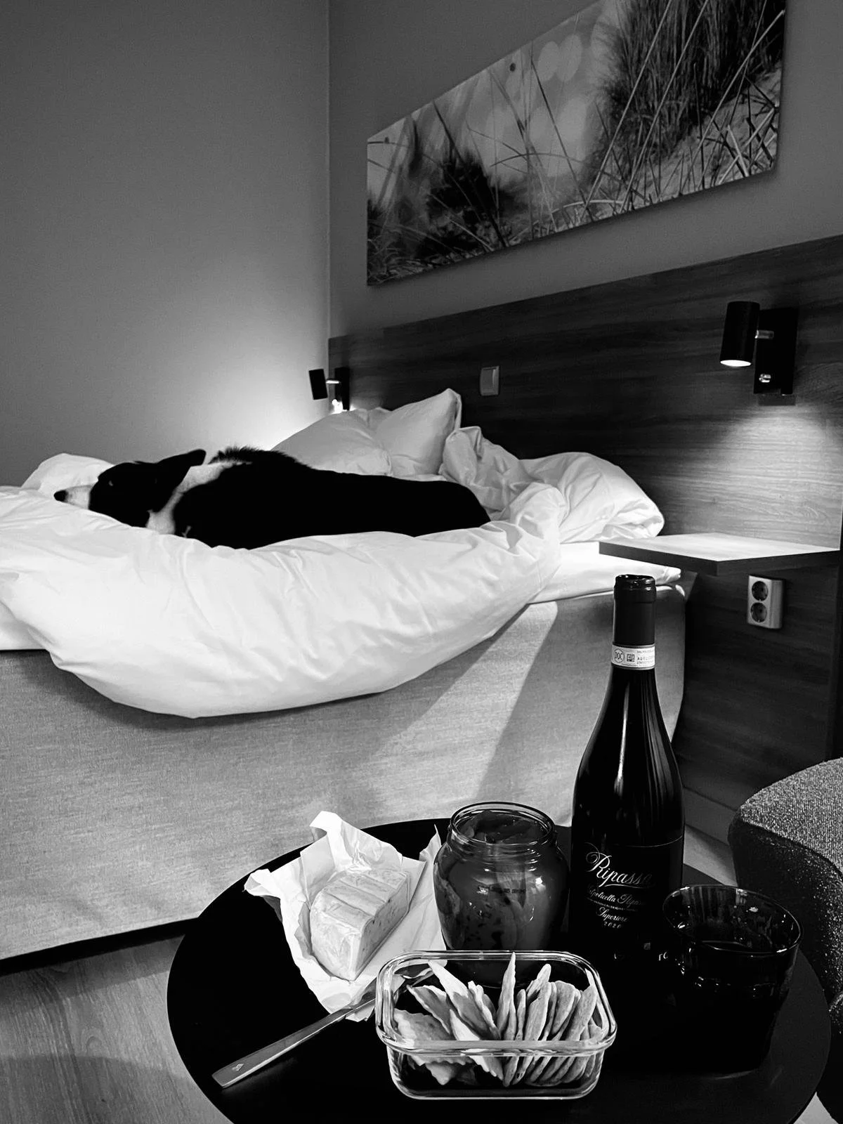 Border Collie sleeping on a hotel bed at Scandic Stavanger Airport while snacks and wine sit on a small table.