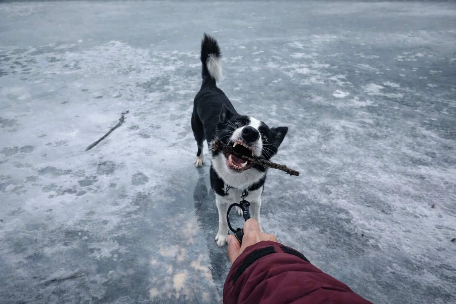 Border Collie playing with a stick on frozen Tengsdalvatnet lake in Sandnes, Norway