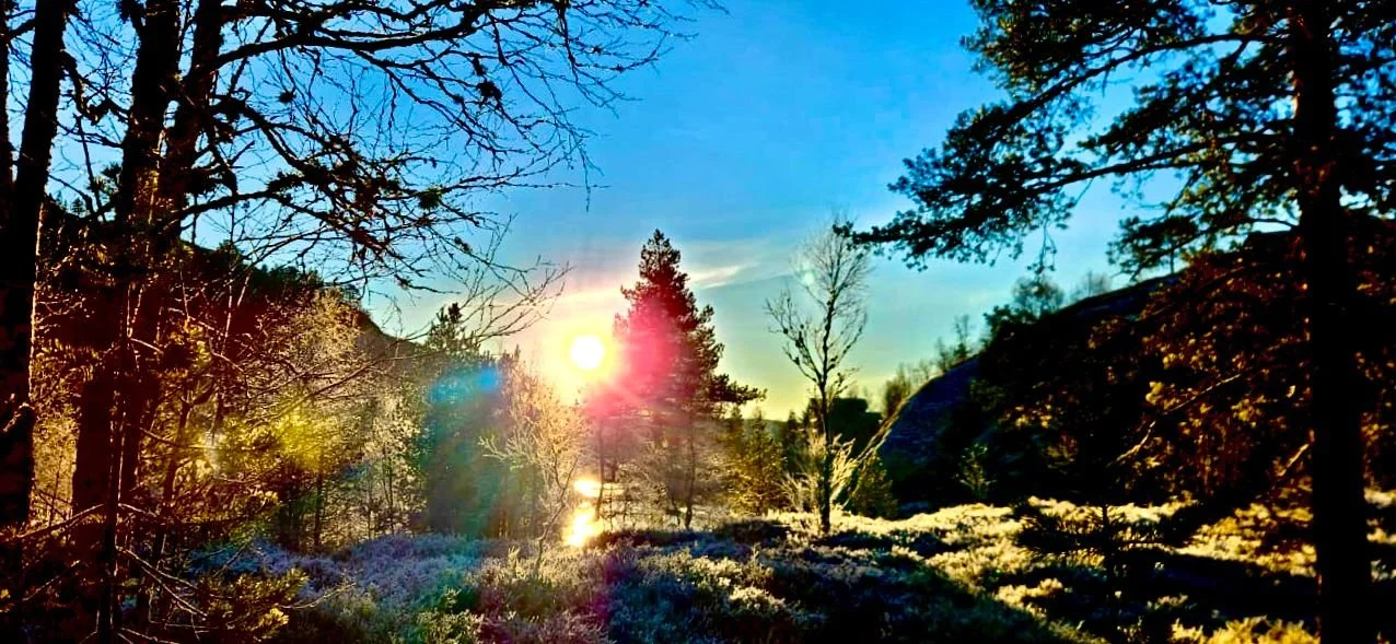 Sunlight breaking through frosted trees in a quiet Norwegian forest.