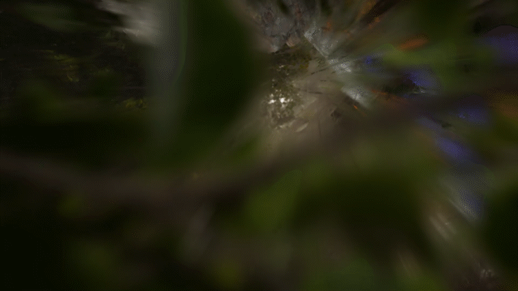 Day03_Forest_MakingOf_v03_7_1.gif