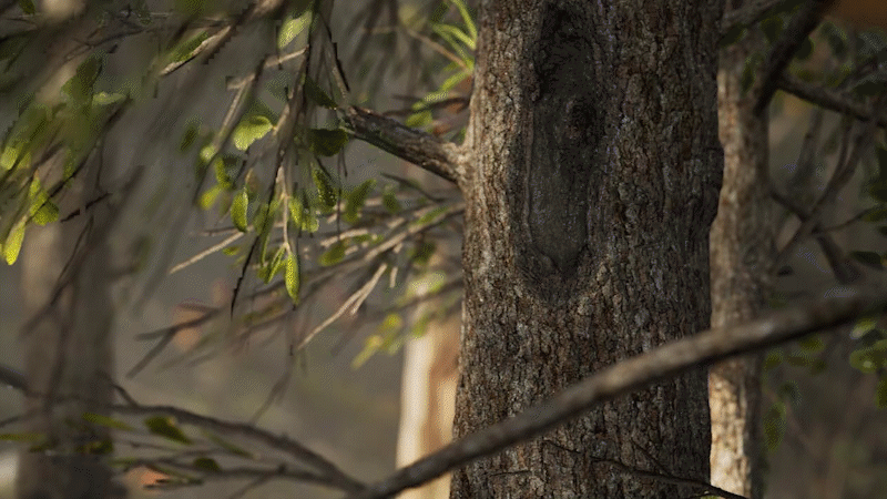 Day03_Forest_MakingOf_v03_1_1_1.gif