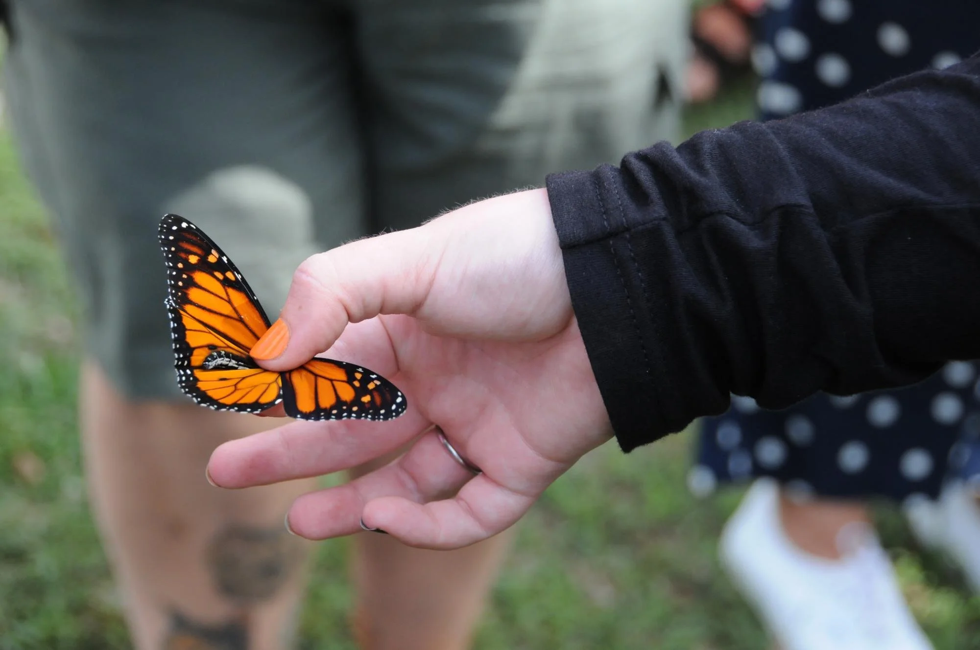 Monarch Butterfly 26.jpeg