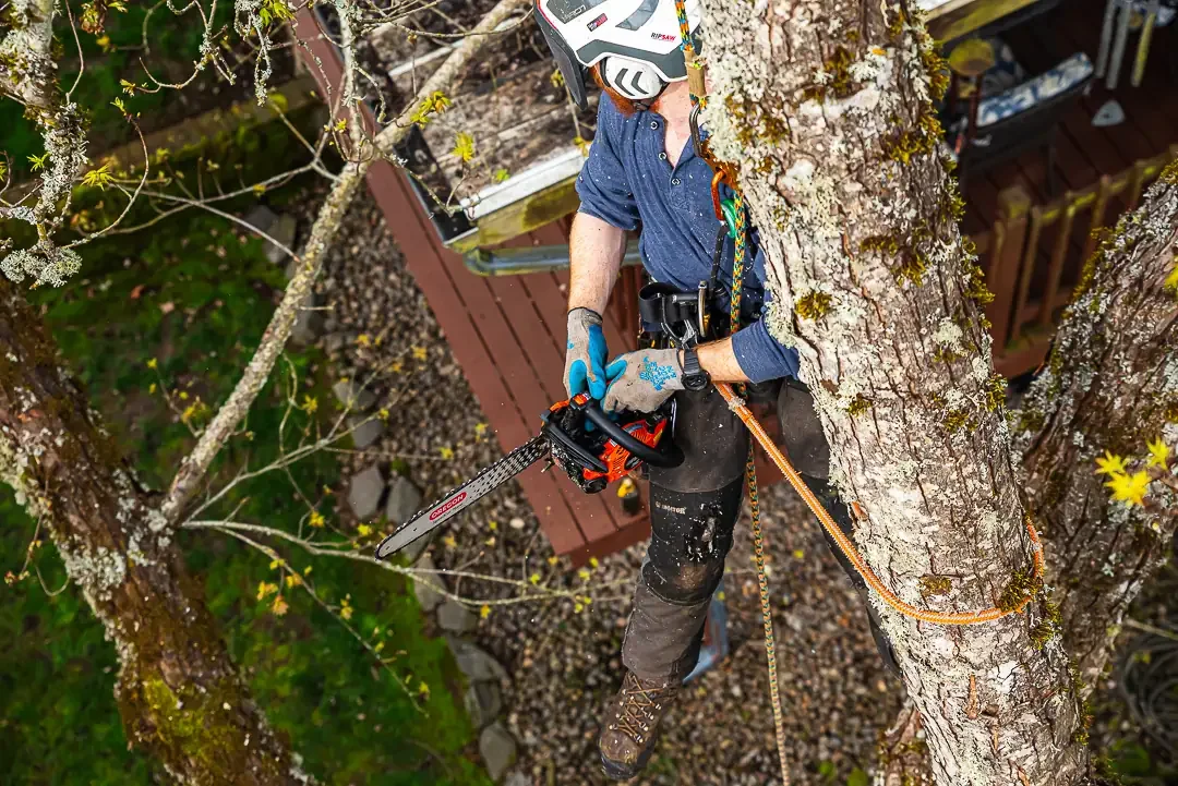 A person wearing a helmet and gloves is trimming a tree with a chainsaw while suspended in a harness in a backyard.