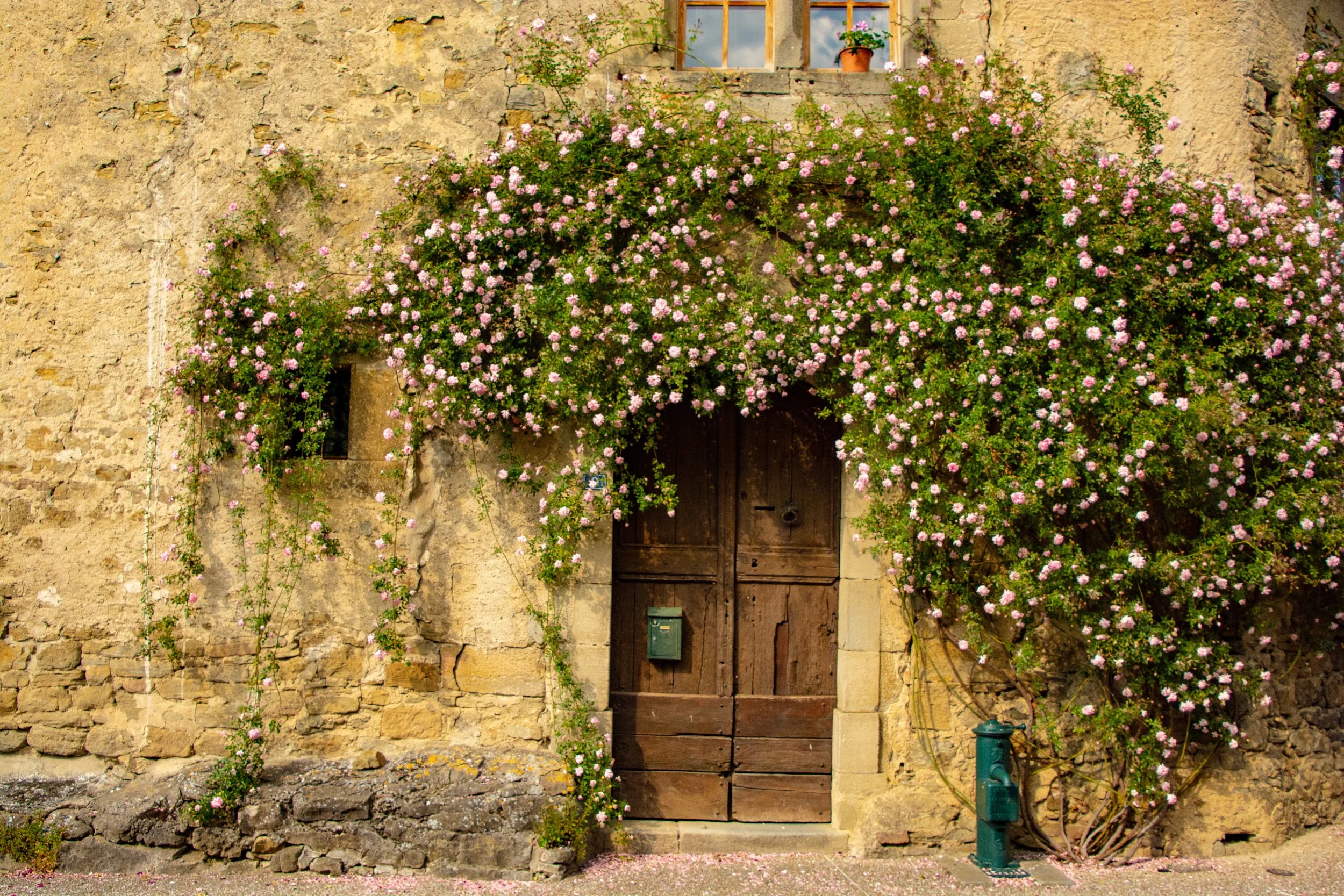 Roses & Rosé: The Gardens and Wine of S. France
