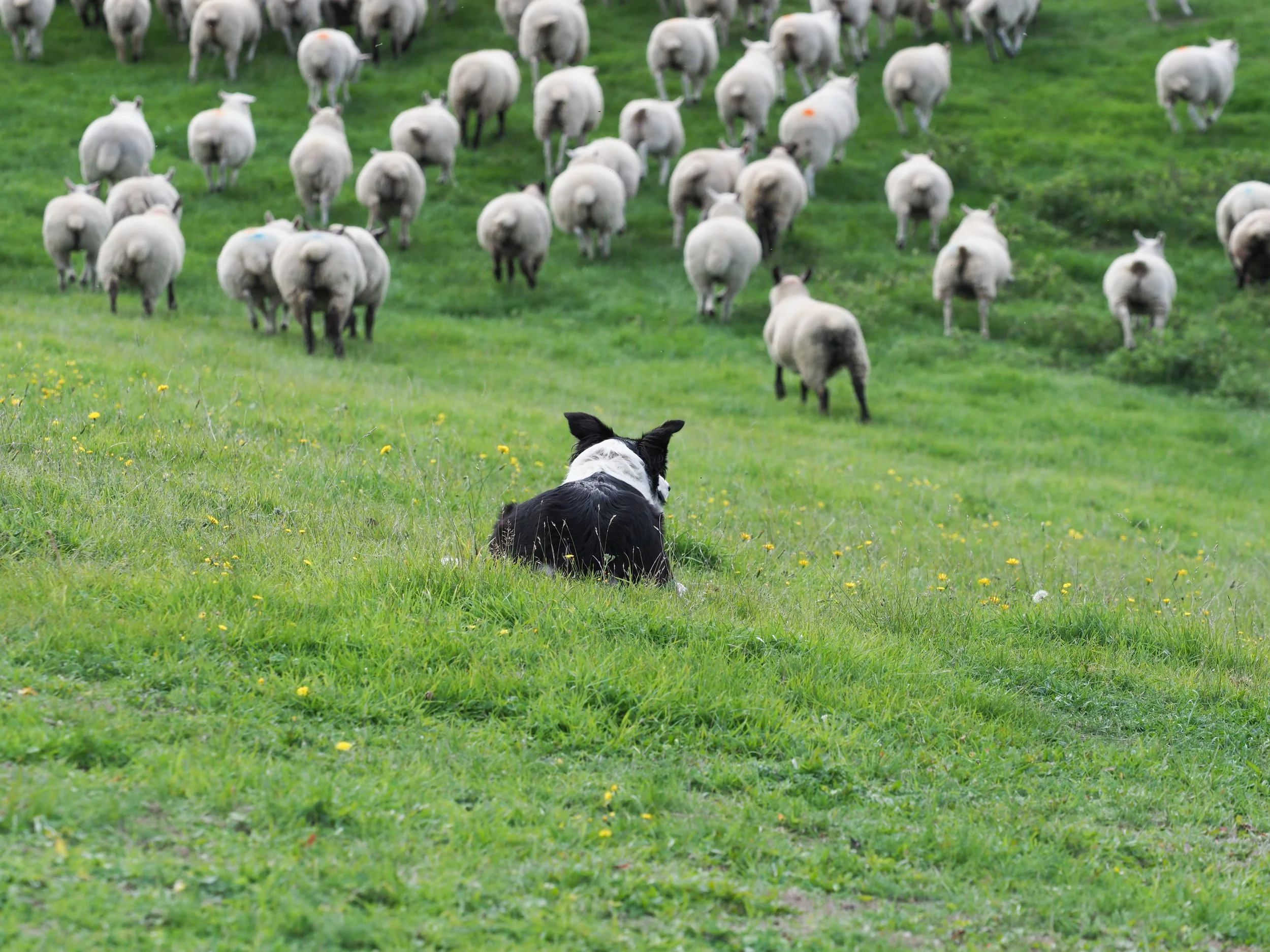 Sheep dog trailsAdobeStock_418296799.jpeg