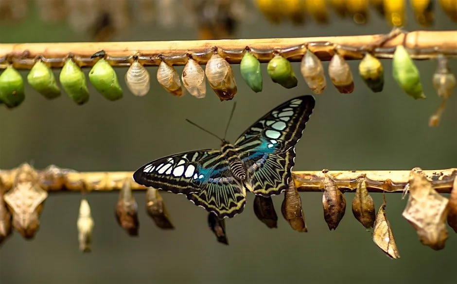 Confidence from the Inside Out: Life Coaching and EFT Tapping