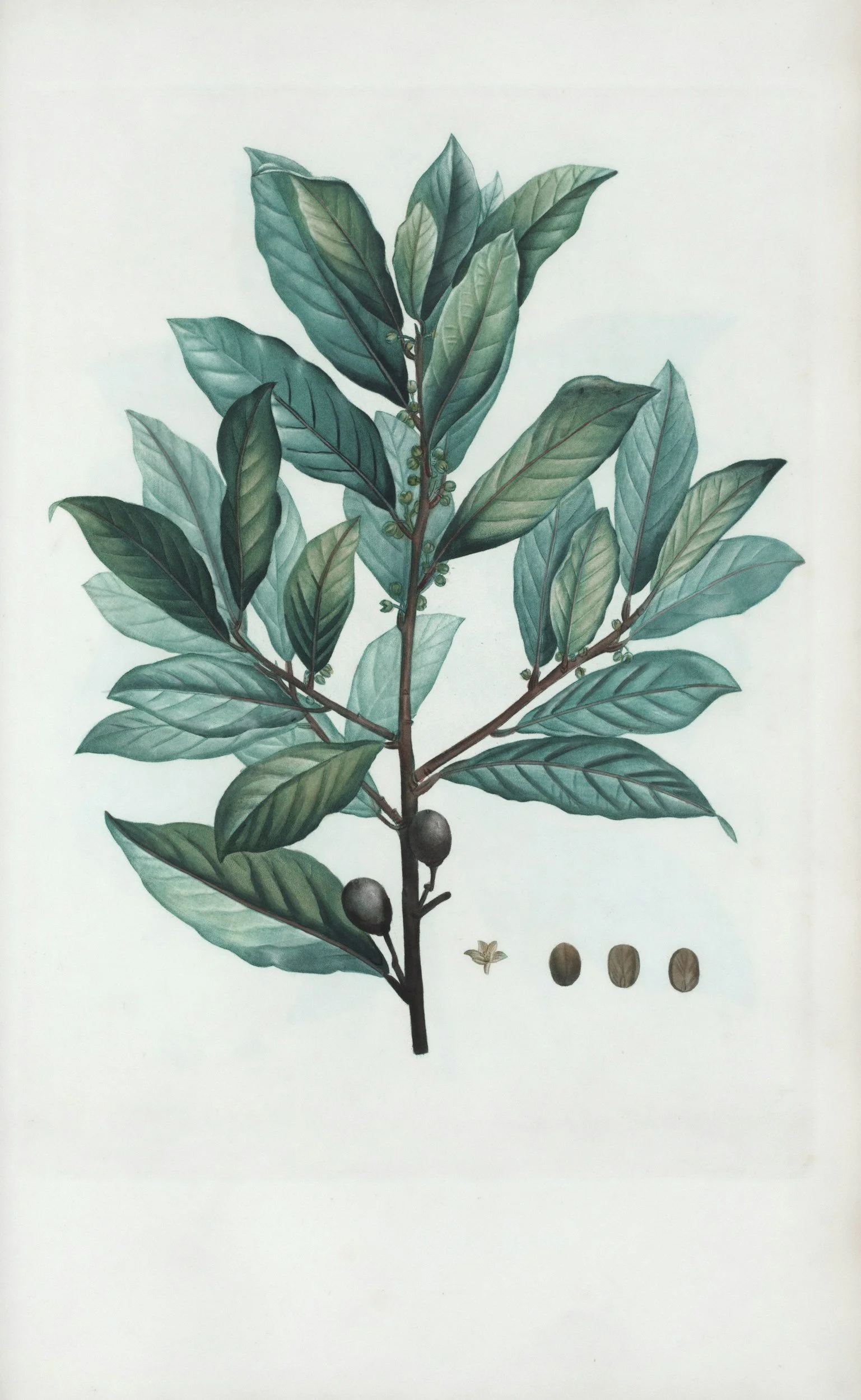 Berberine and PCOS: Benefits, Risks, Dosage, and Whether It’s Right for You