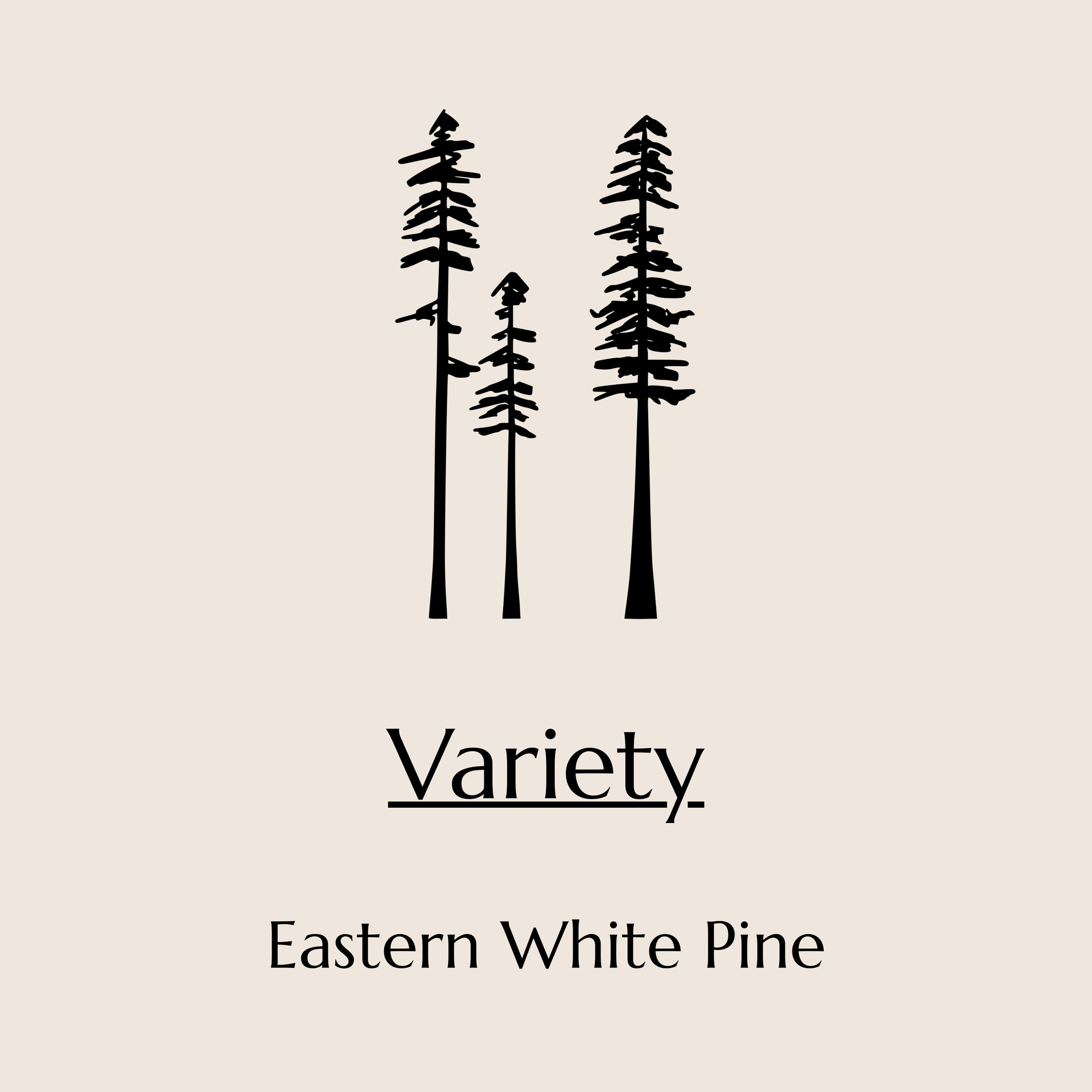 Illustration of three black pine trees on a light background, with the word 'Variety' and below it, 'Eastern White Pine' in black text.