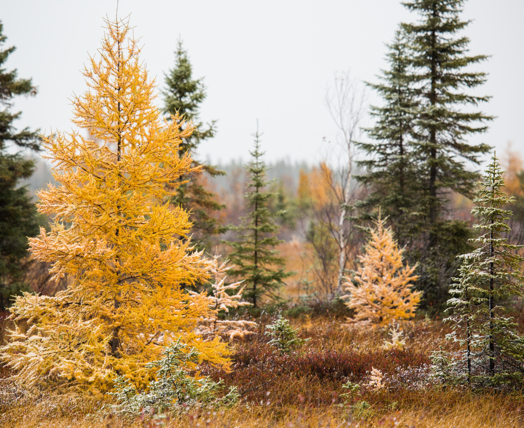 Tree Photos (2).png