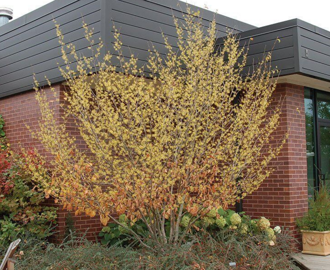 Tree Photos (4).png