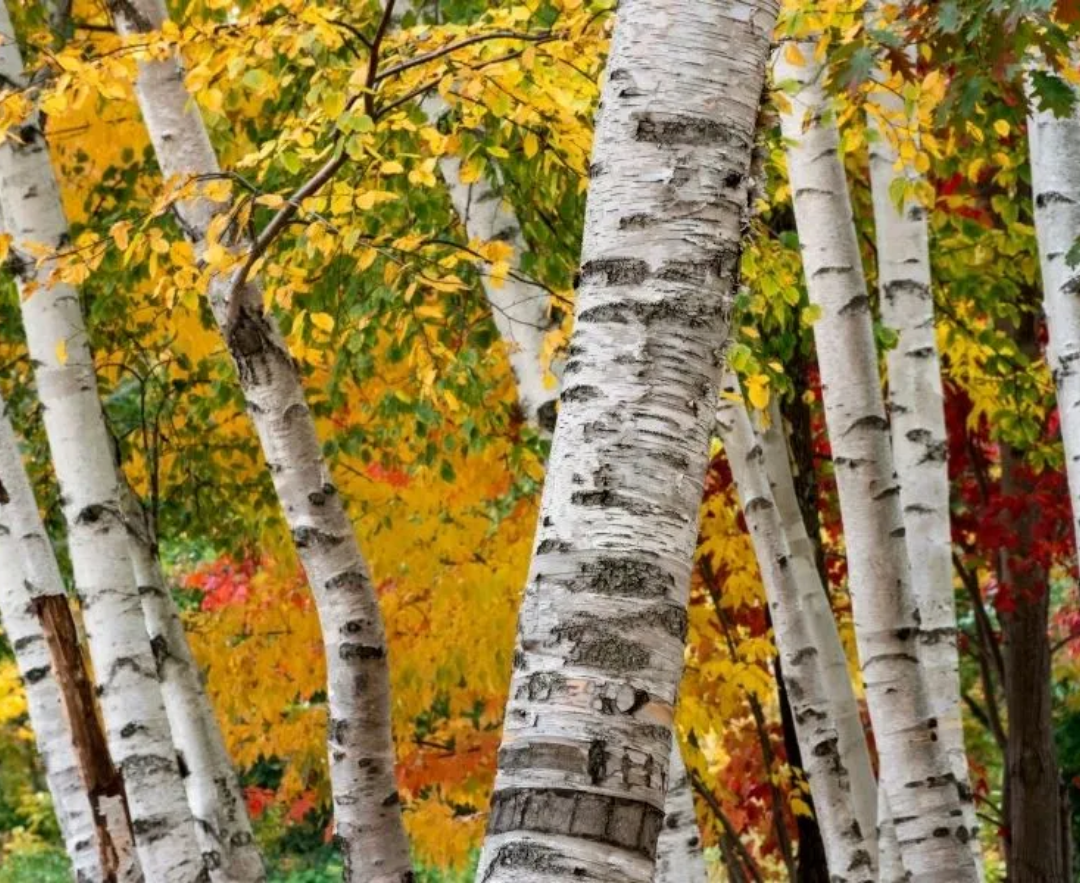 Tree Photos (3).png