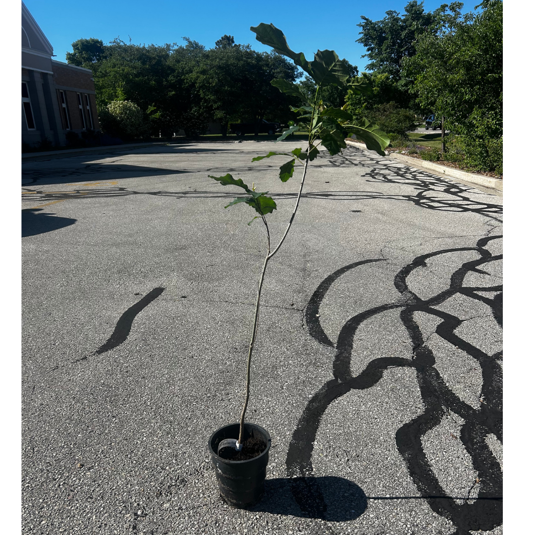 Big Plant Trees .png