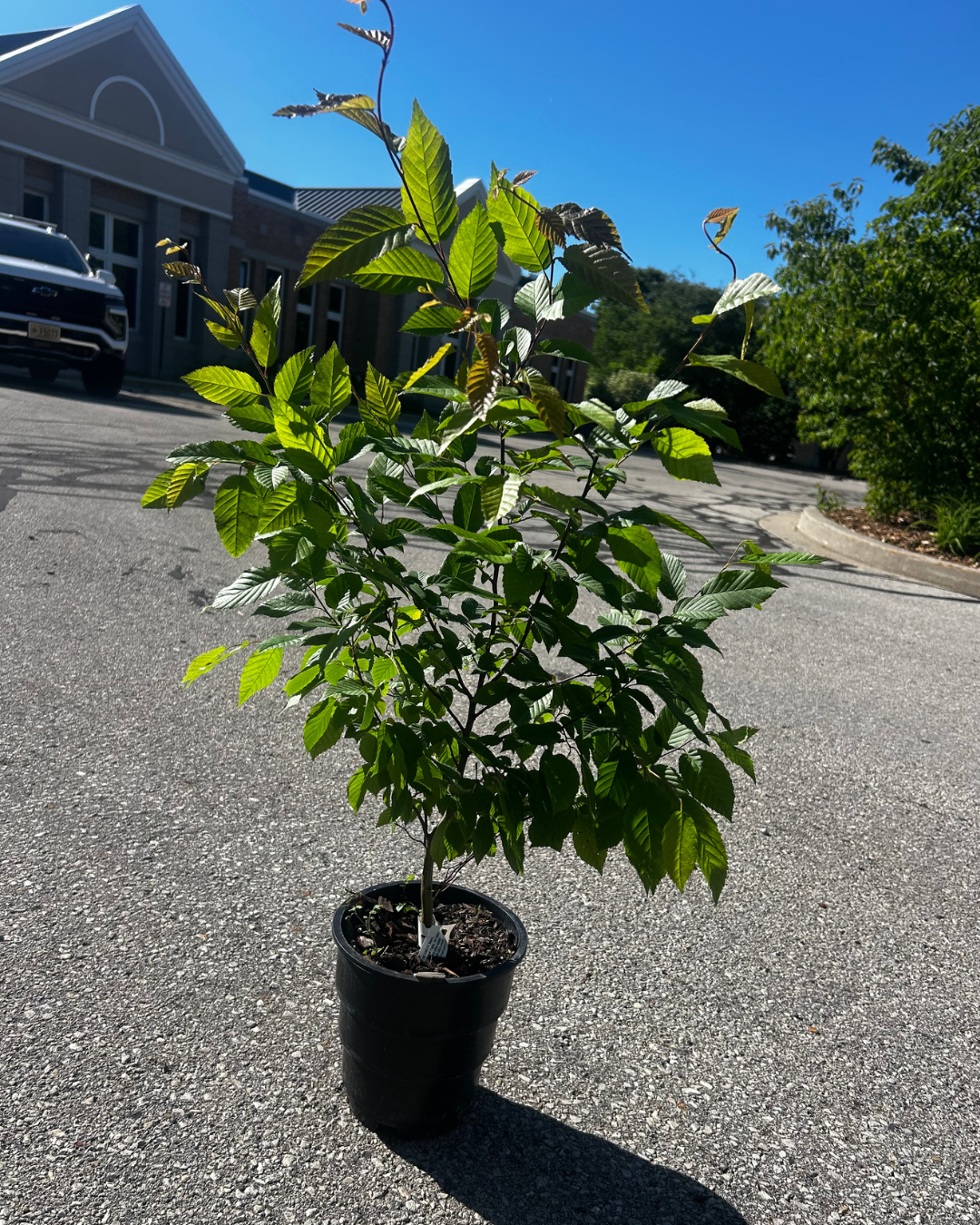 Big Plant Trees  (1).png