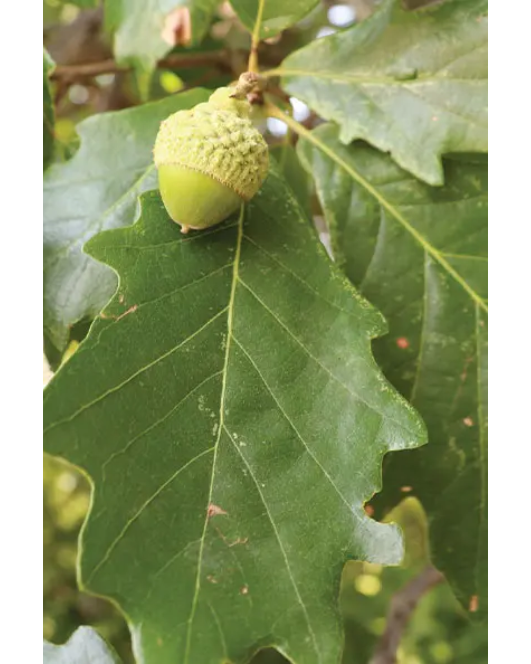 Untitled design (4).png