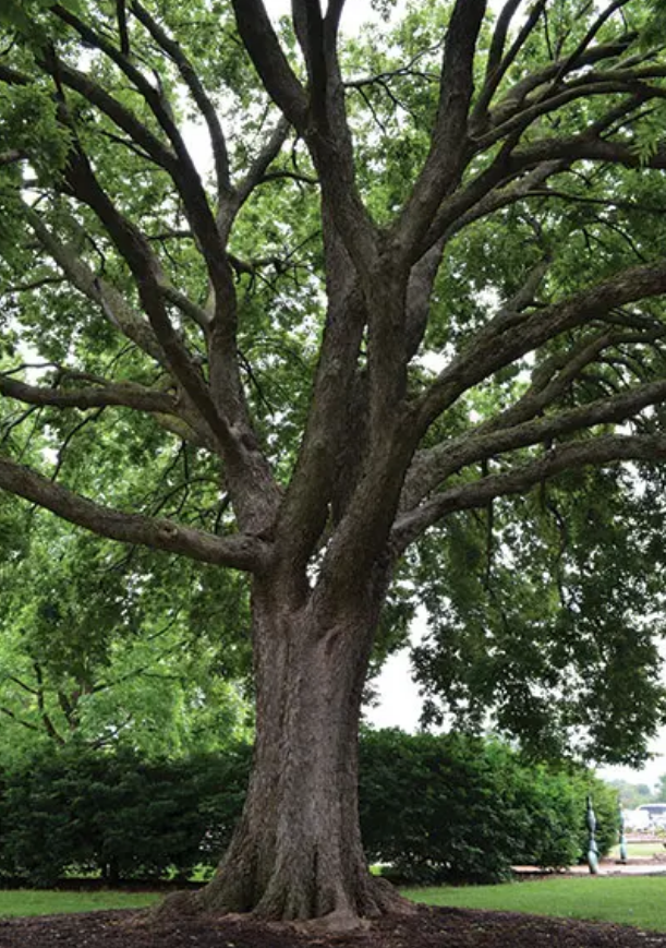Tree Species — Big Plant