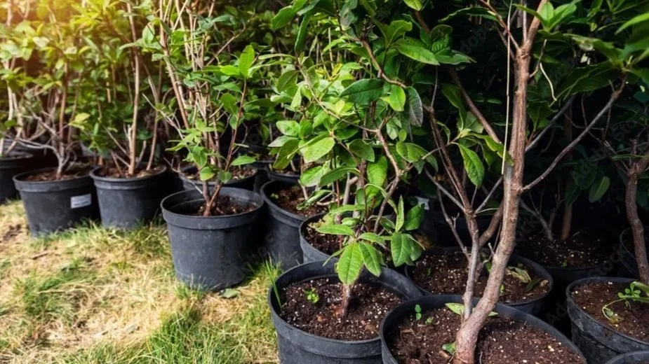 Neighborhood Yard and Garden Share