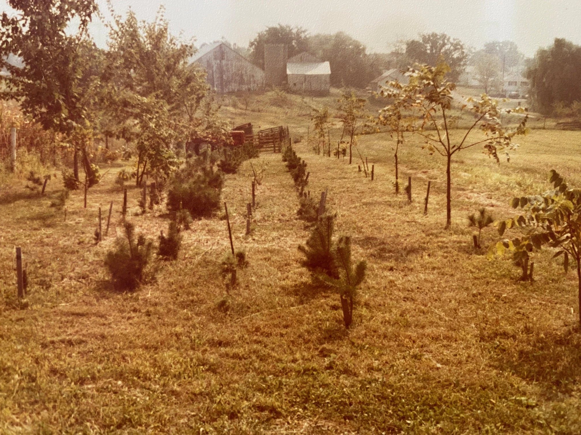 The beginning of the Walnut Grove.  The evergreens did not do well.