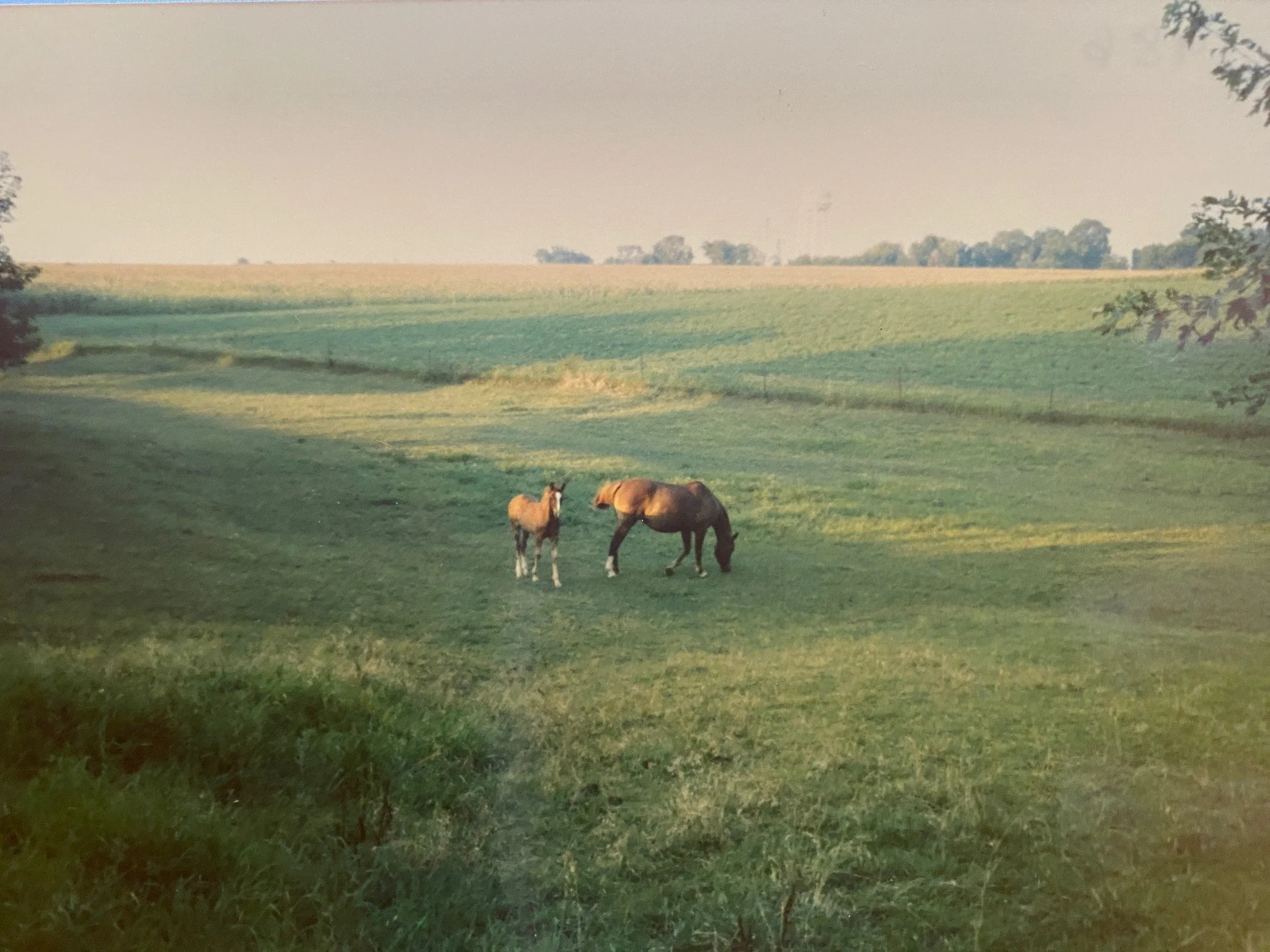 Grassy slough prior to first pond with our horses Cherokee and Shadow.